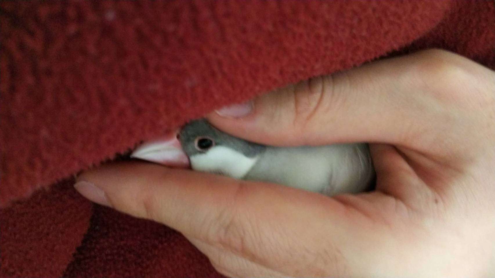 《身バレしない程度に》お宅の愛鳥さん見せてください!