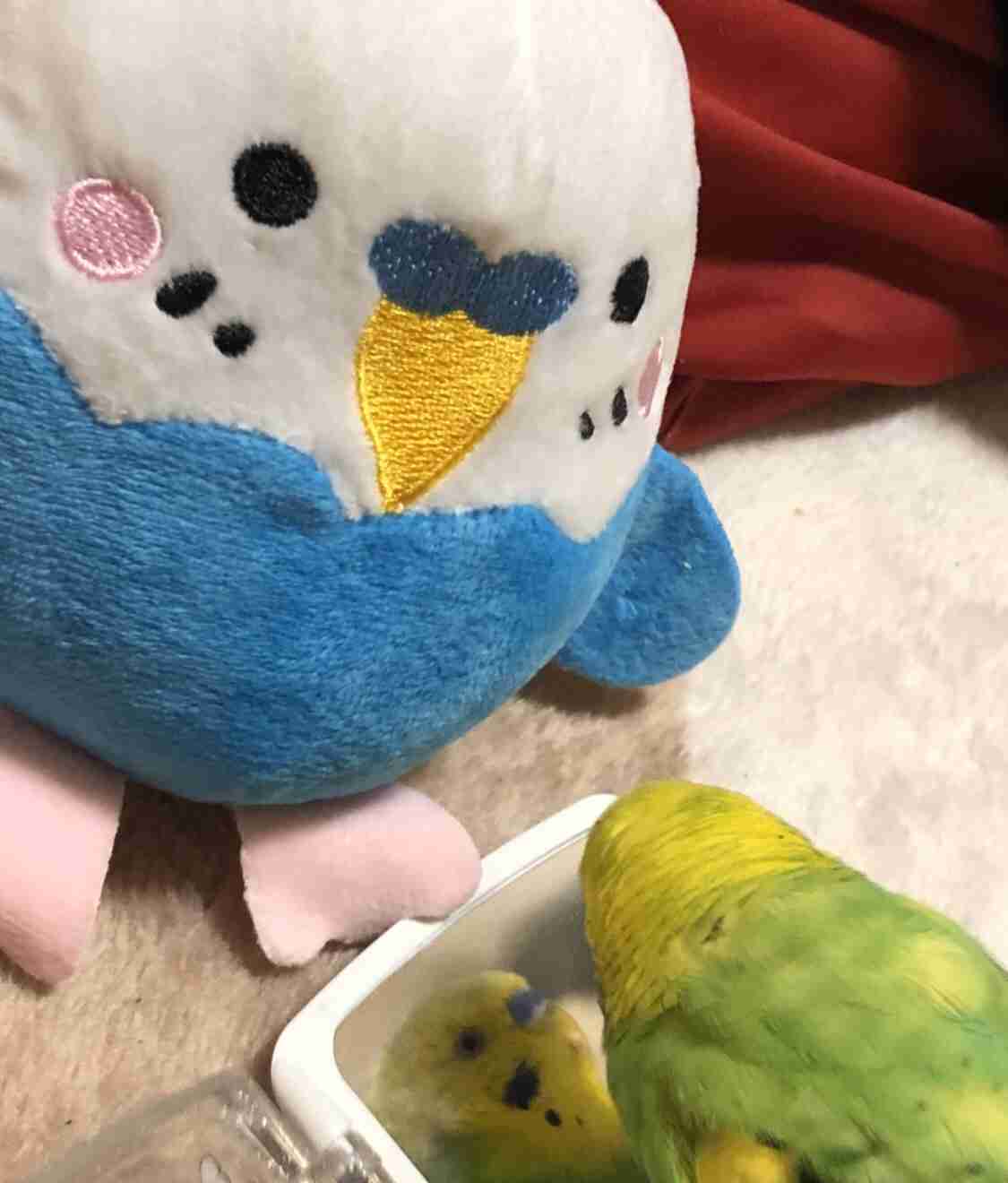 《身バレしない程度に》お宅の愛鳥さん見せてください!