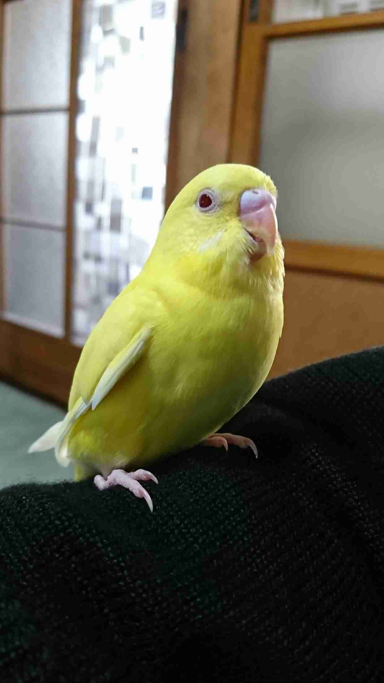 《身バレしない程度に》お宅の愛鳥さん見せてください!