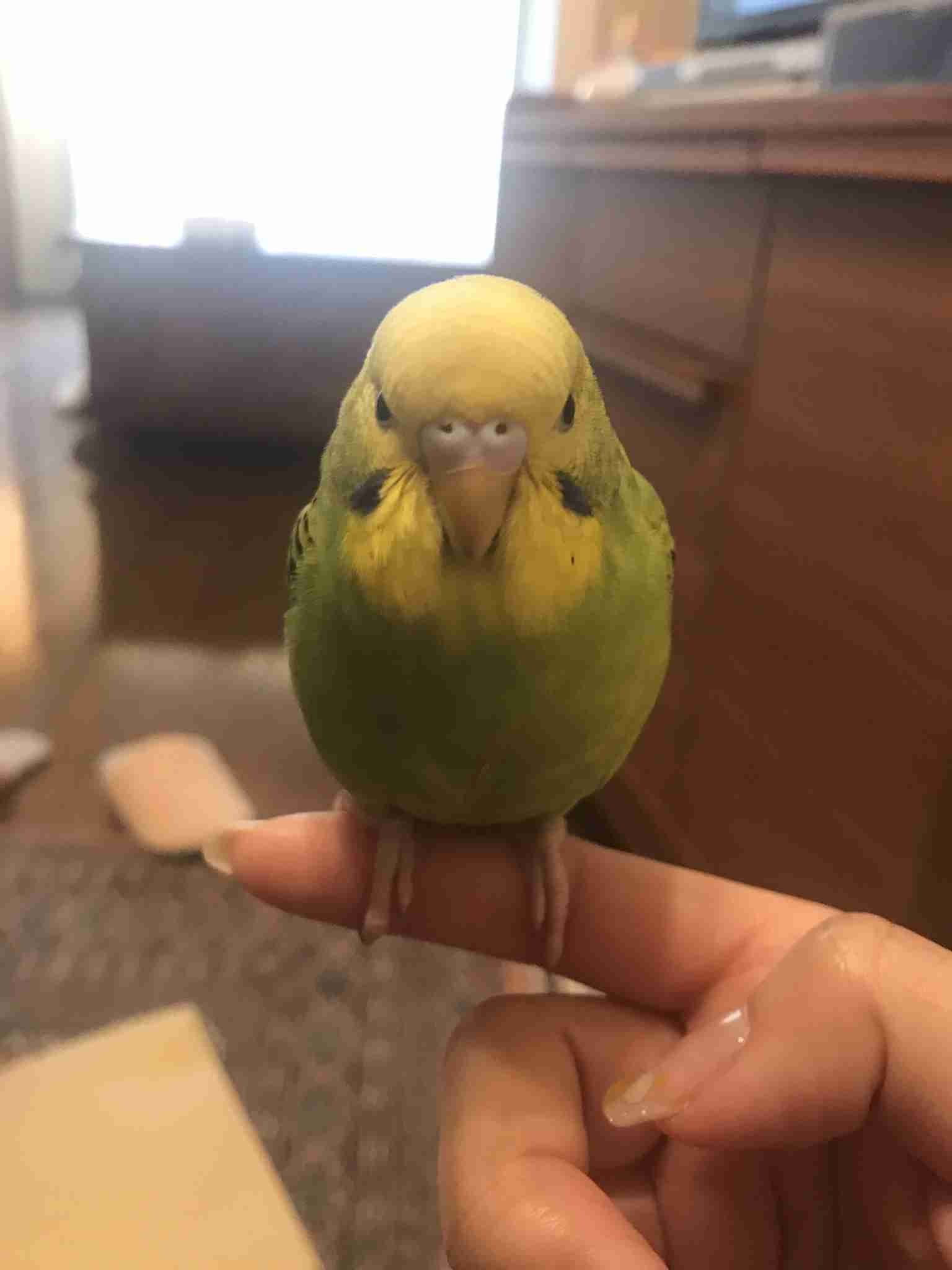 《身バレしない程度に》お宅の愛鳥さん見せてください!
