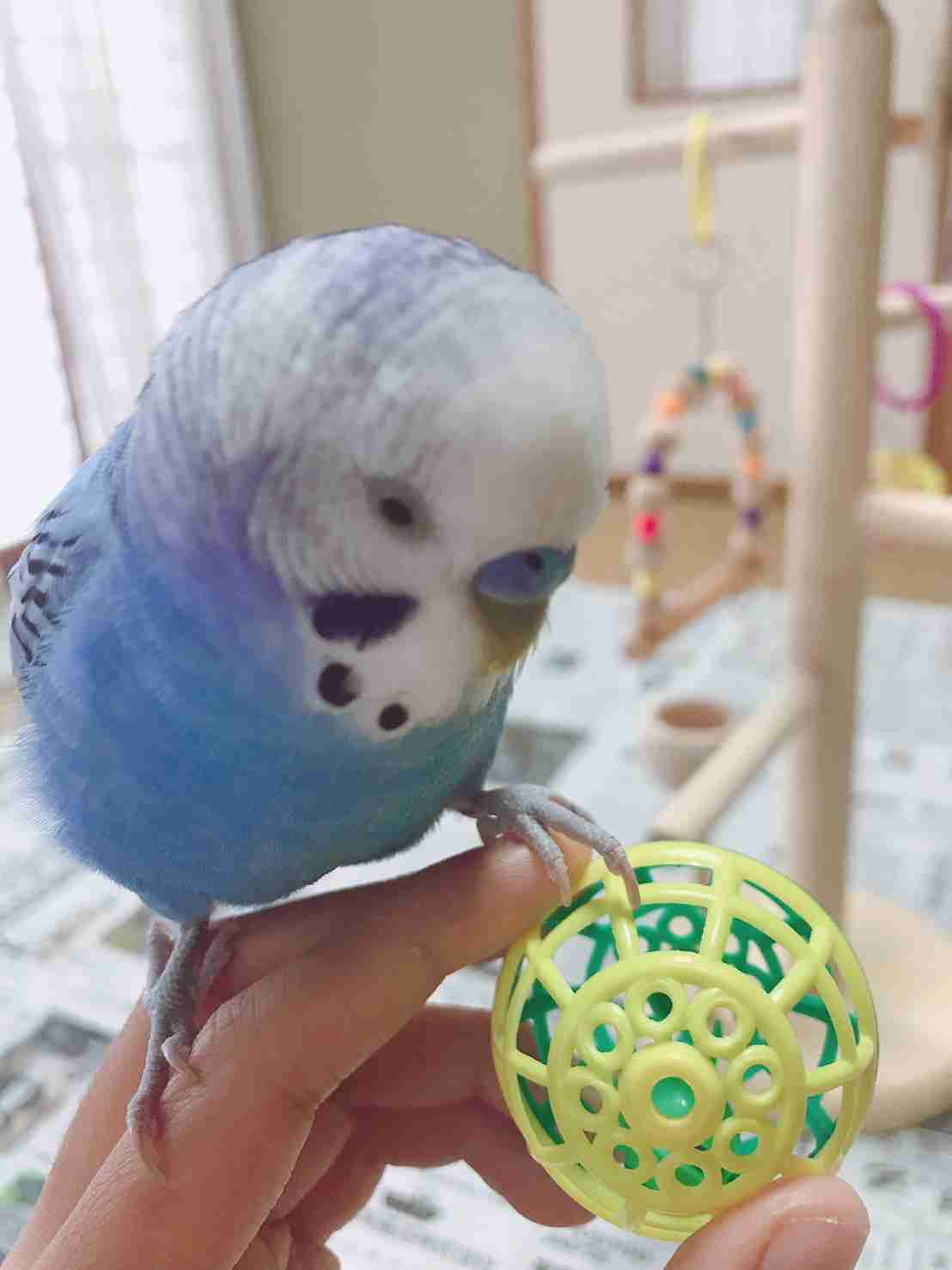 《身バレしない程度に》お宅の愛鳥さん見せてください!