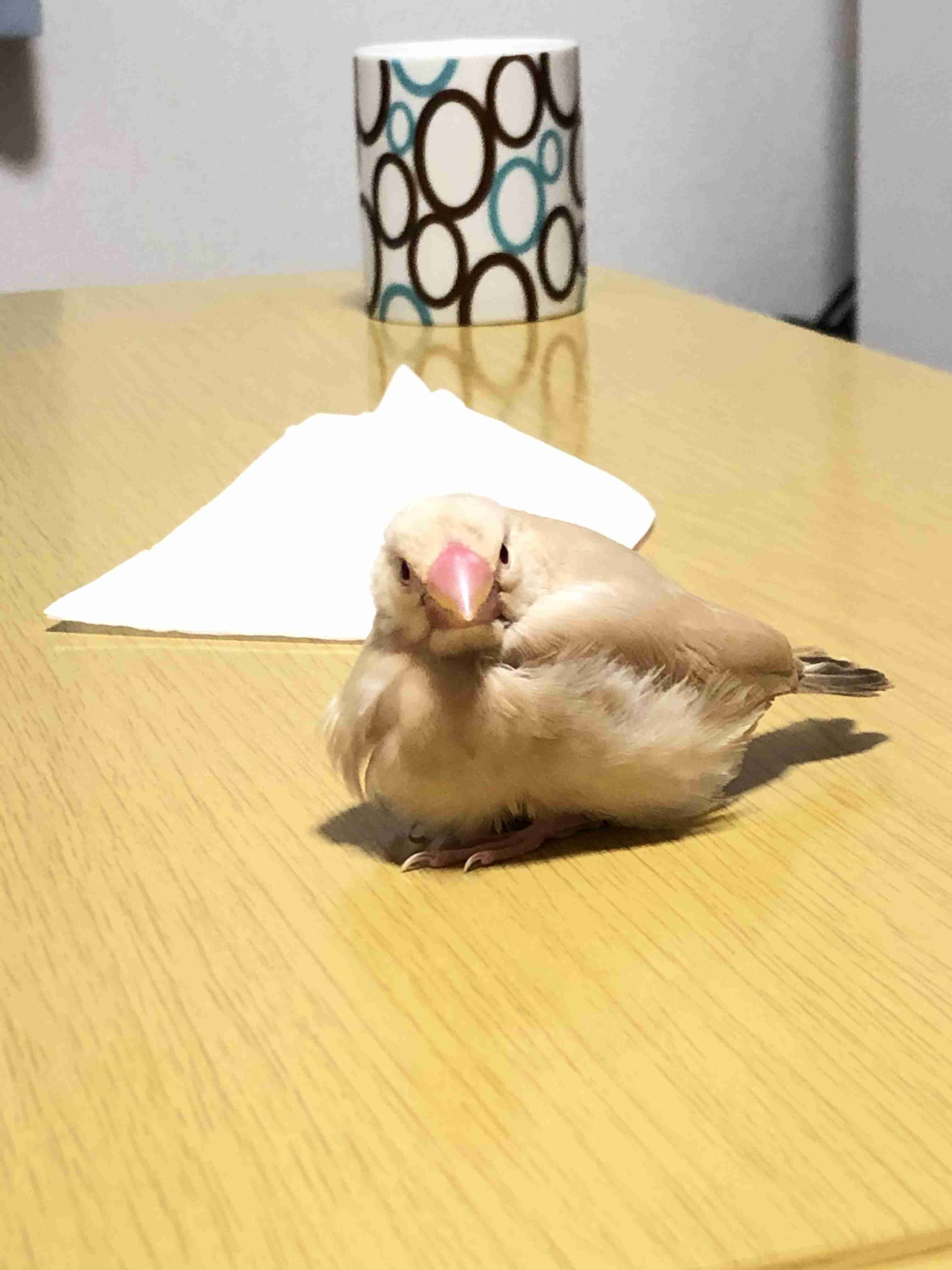 《身バレしない程度に》お宅の愛鳥さん見せてください!