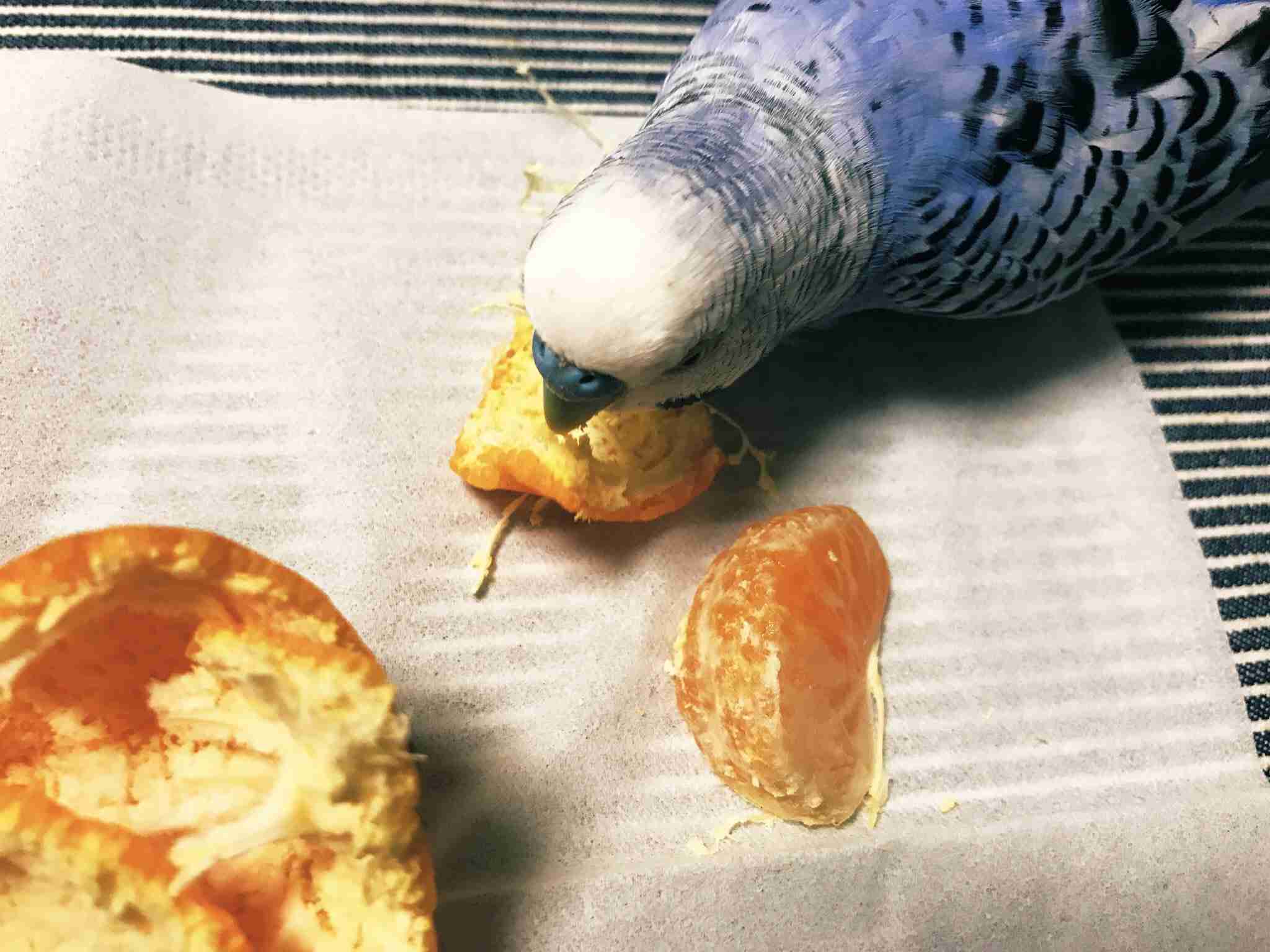 《身バレしない程度に》お宅の愛鳥さん見せてください!