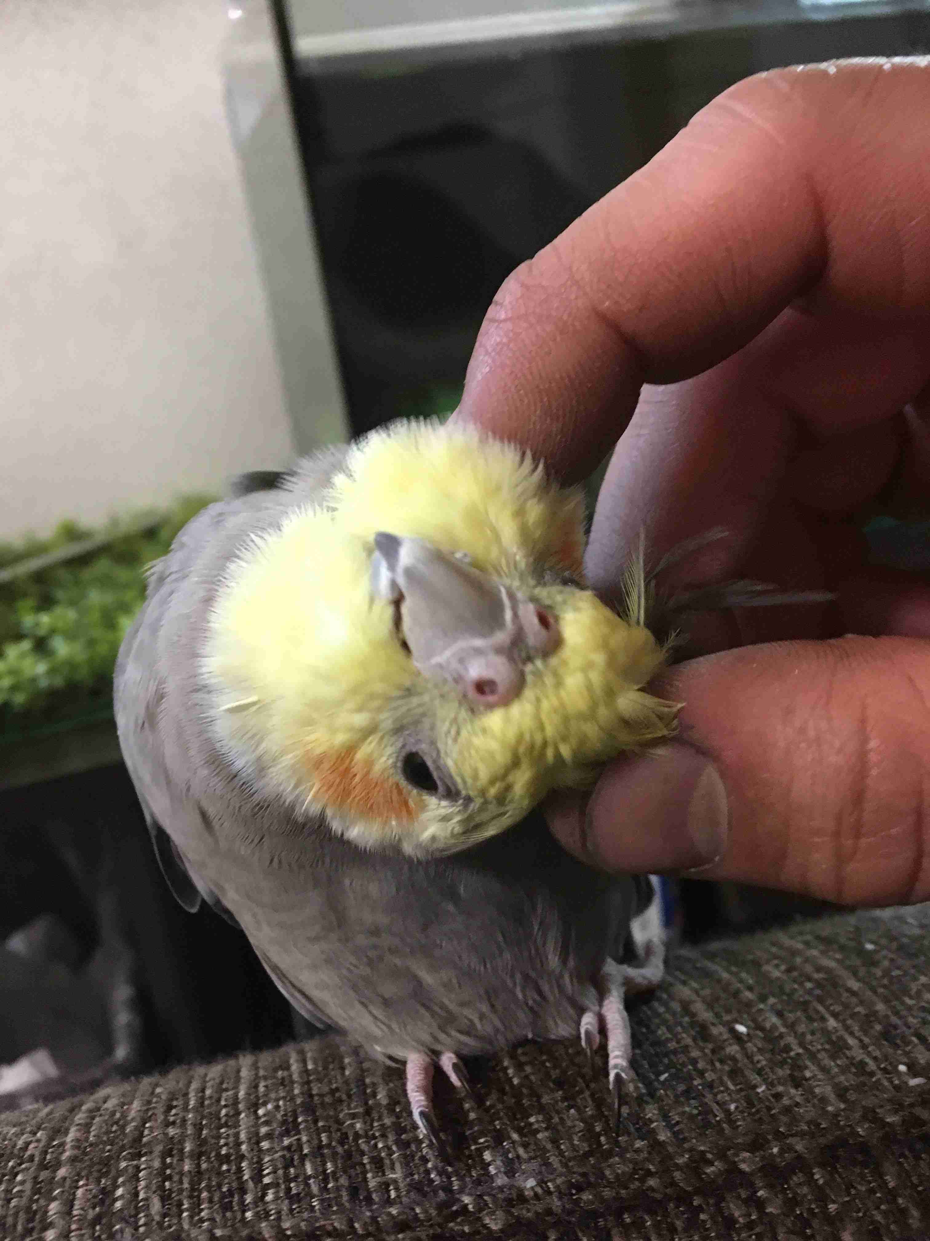 《身バレしない程度に》お宅の愛鳥さん見せてください!