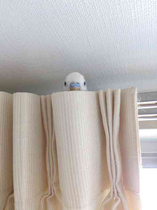 《身バレしない程度に》お宅の愛鳥さん見せてください!