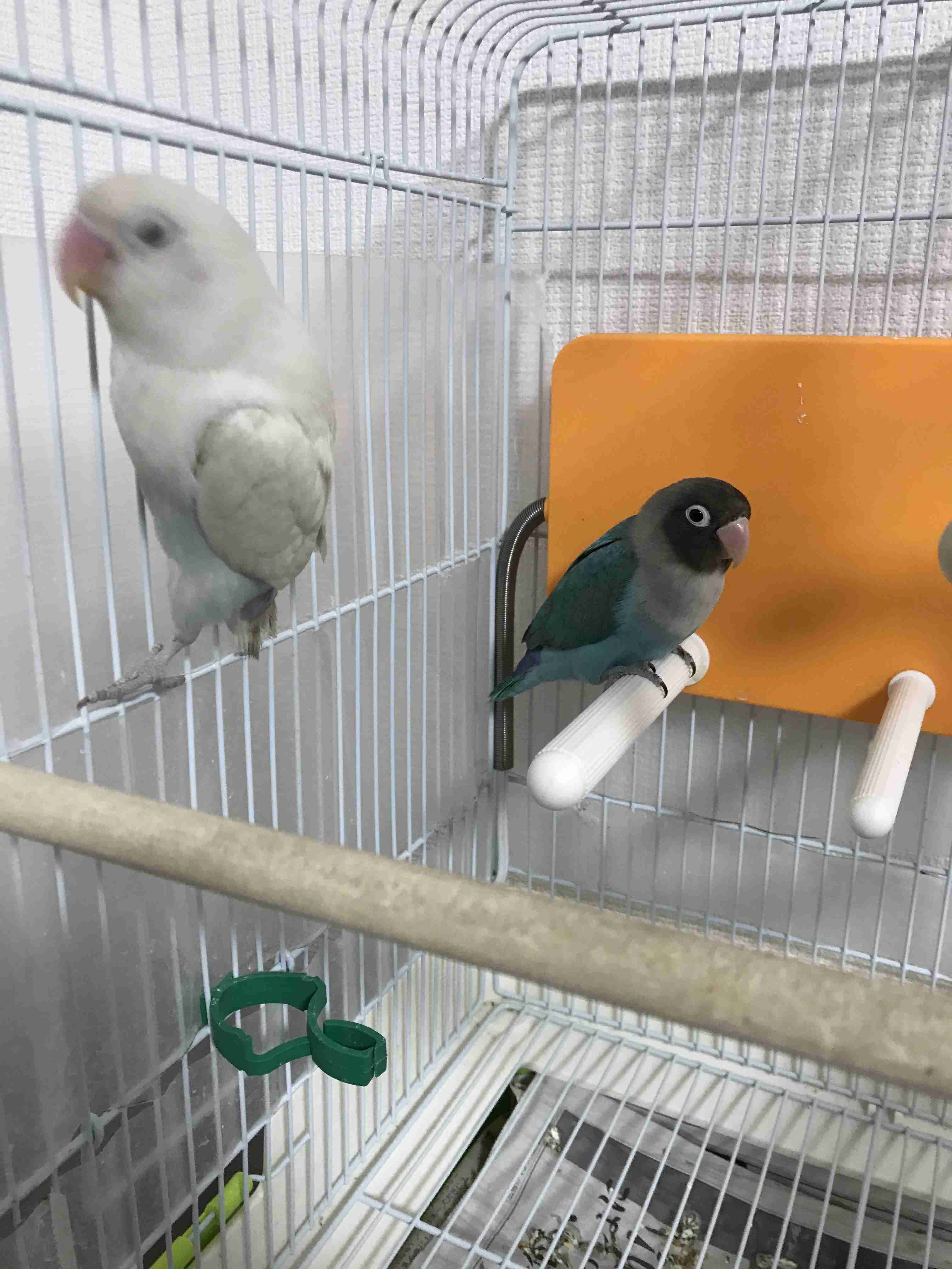 《身バレしない程度に》お宅の愛鳥さん見せてください!