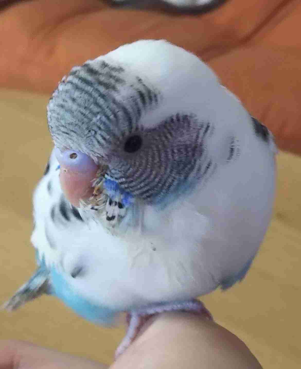 《身バレしない程度に》お宅の愛鳥さん見せてください!