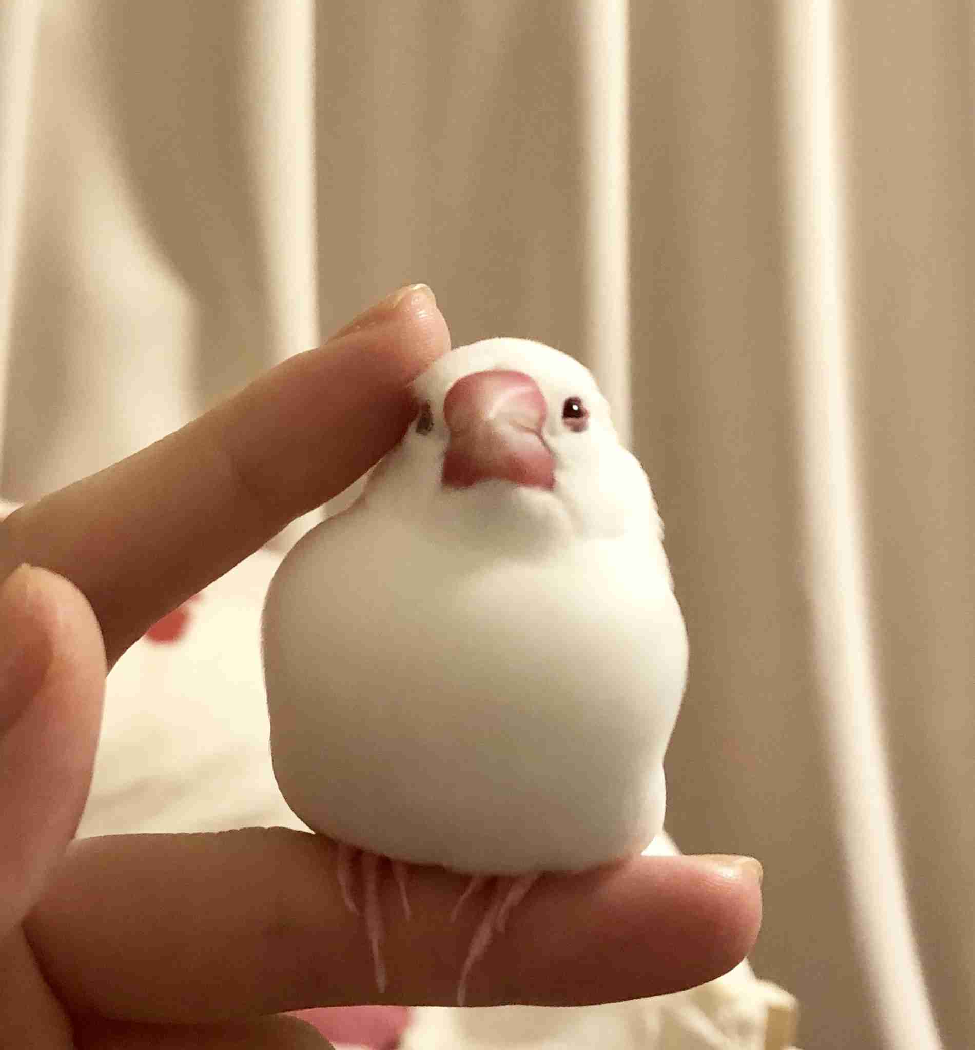 《身バレしない程度に》お宅の愛鳥さん見せてください!