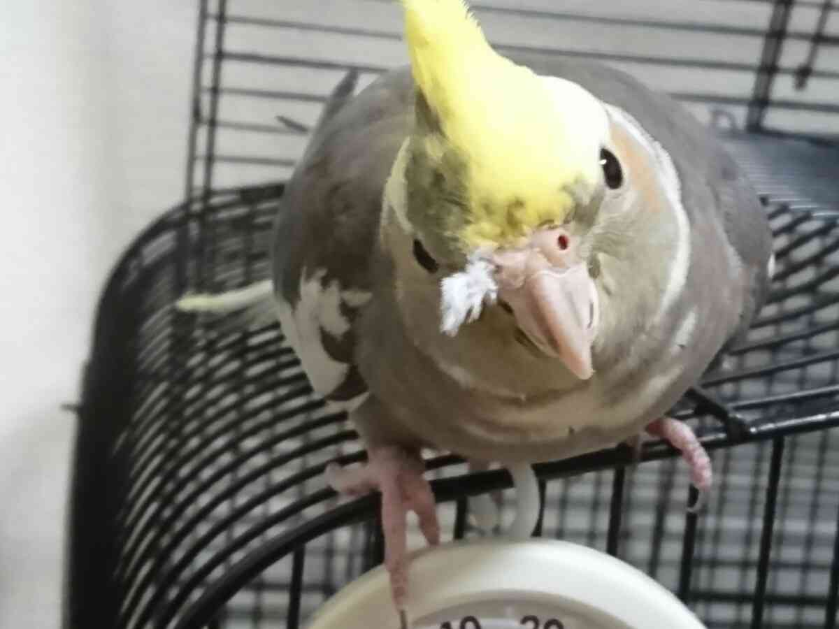 《身バレしない程度に》お宅の愛鳥さん見せてください!