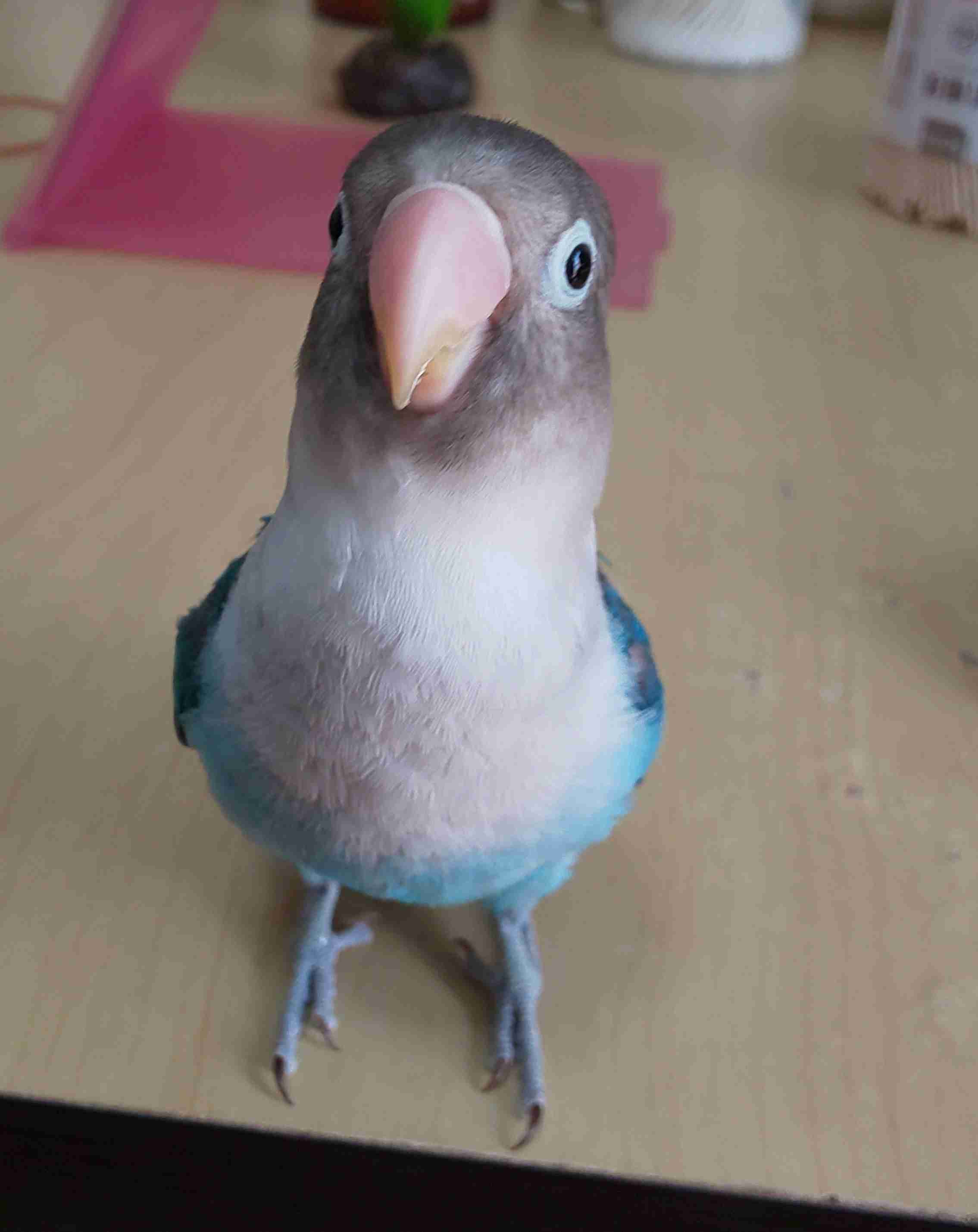 《身バレしない程度に》お宅の愛鳥さん見せてください!