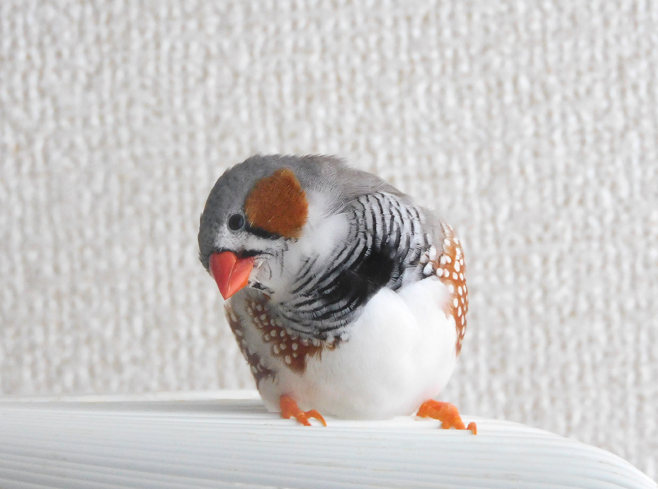 《身バレしない程度に》お宅の愛鳥さん見せてください!