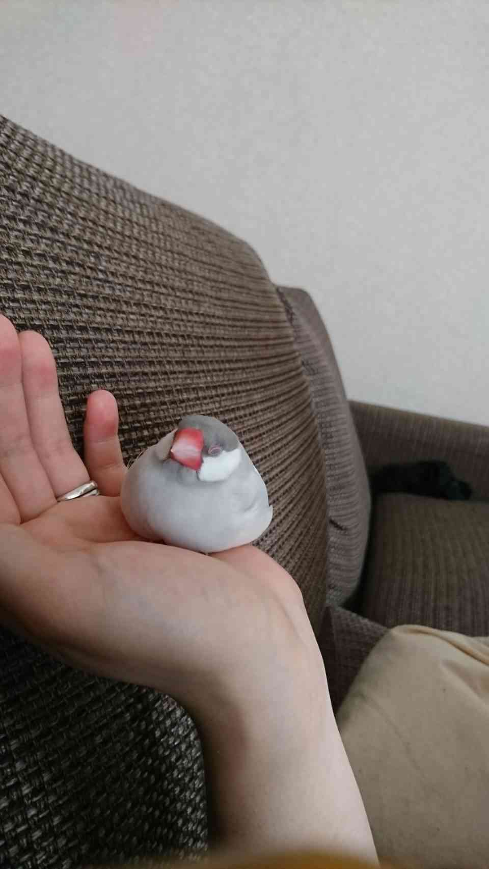 《身バレしない程度に》お宅の愛鳥さん見せてください!