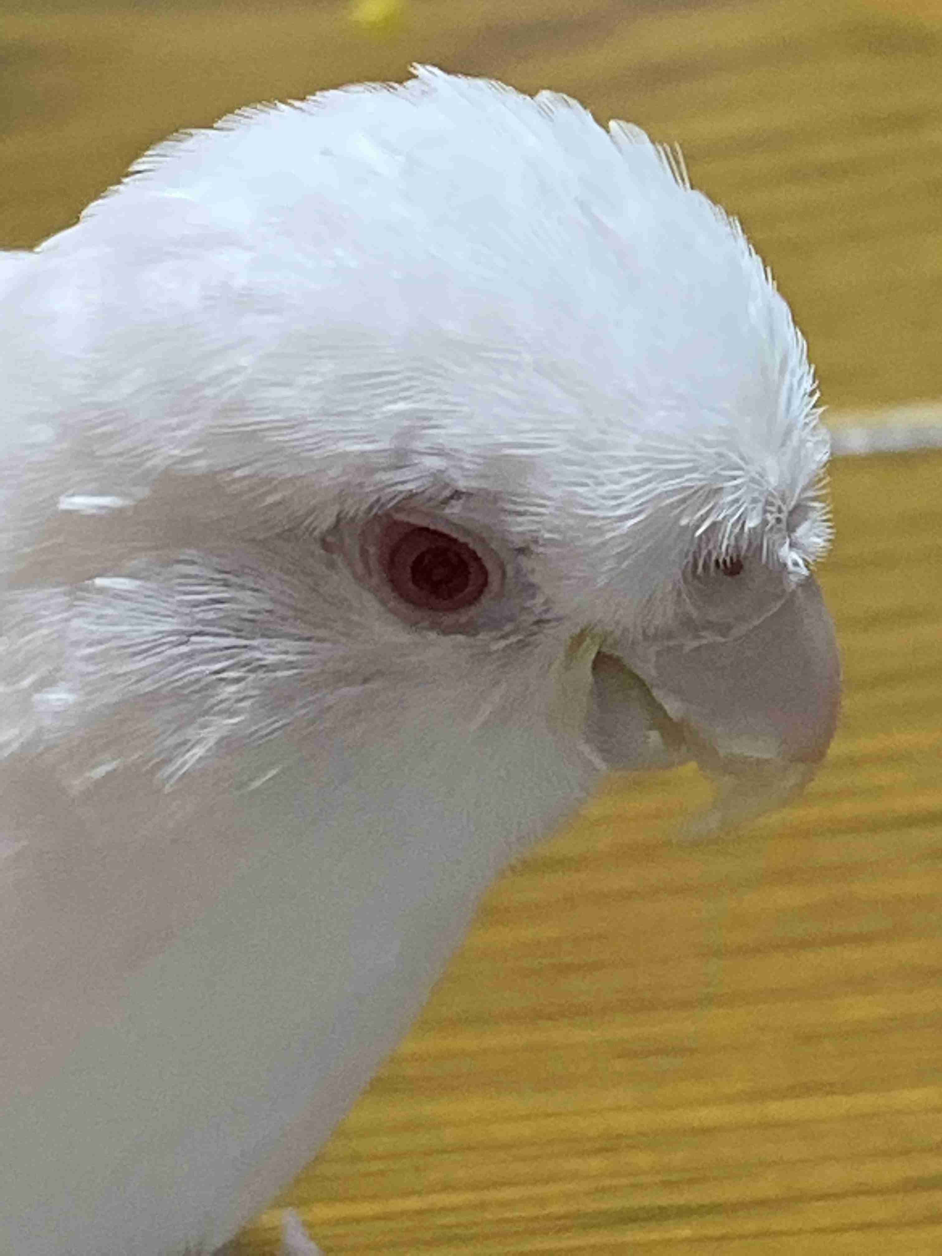 《身バレしない程度に》お宅の愛鳥さん見せてください!