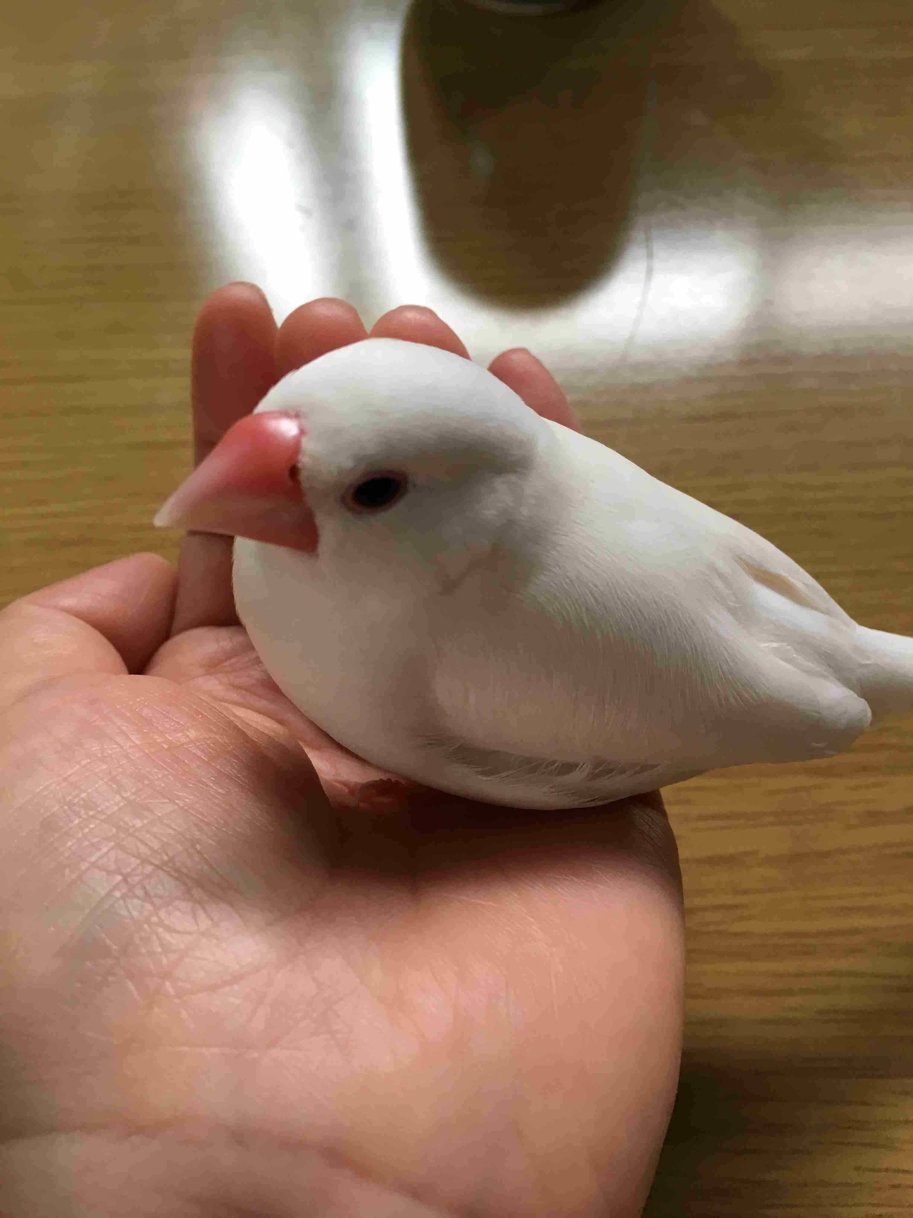 《身バレしない程度に》お宅の愛鳥さん見せてください!