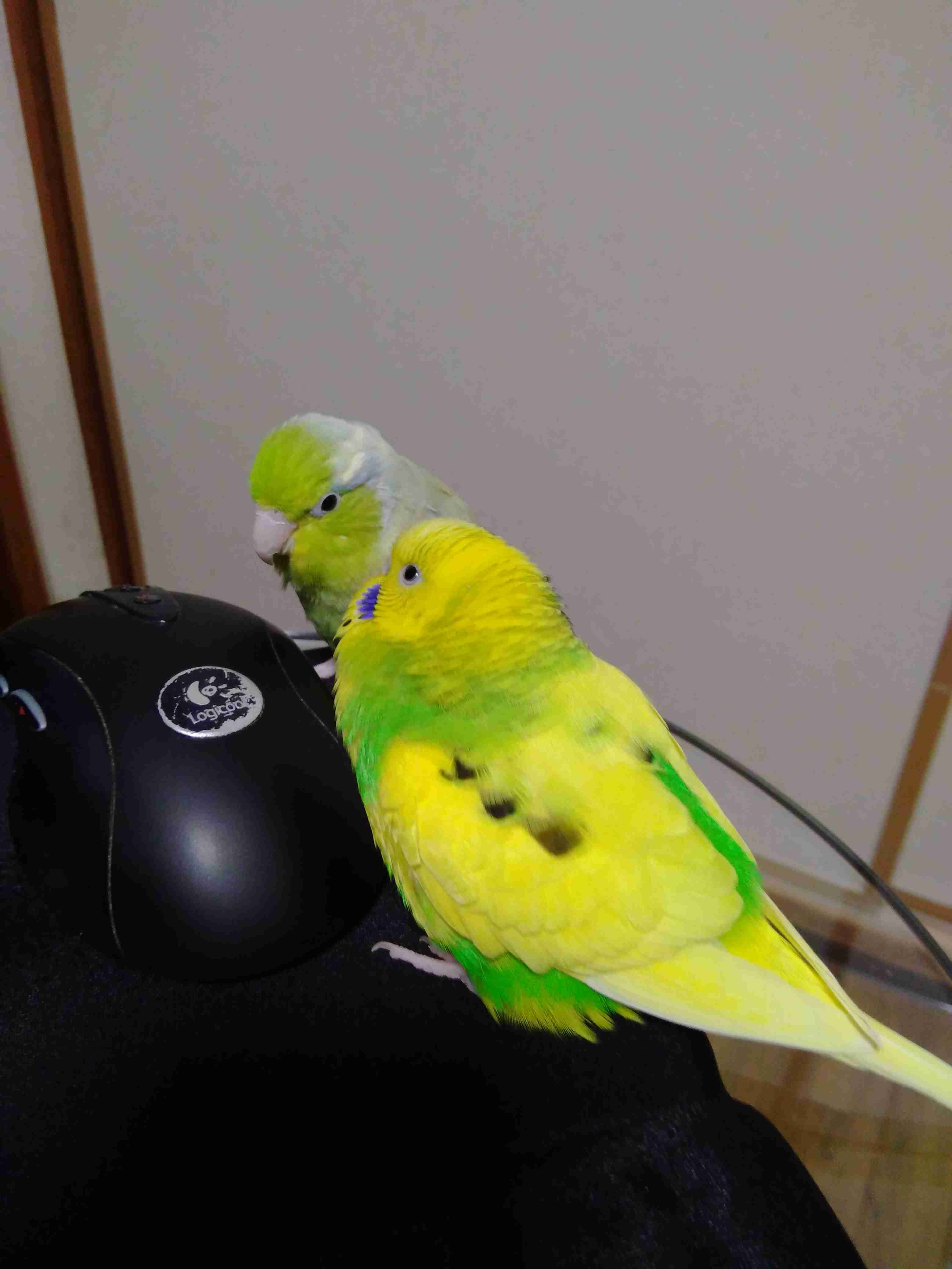 《身バレしない程度に》お宅の愛鳥さん見せてください!