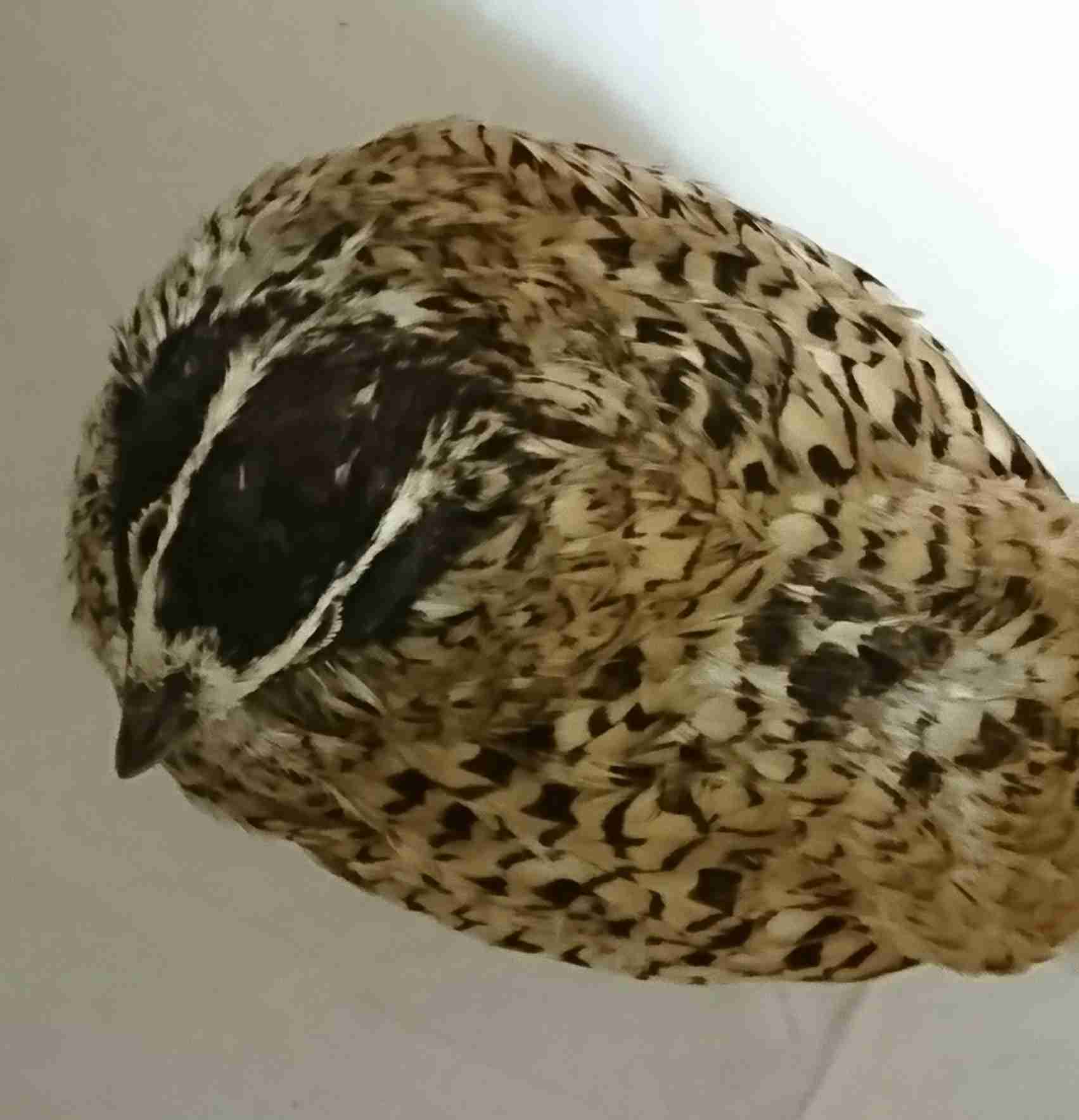 《身バレしない程度に》お宅の愛鳥さん見せてください!
