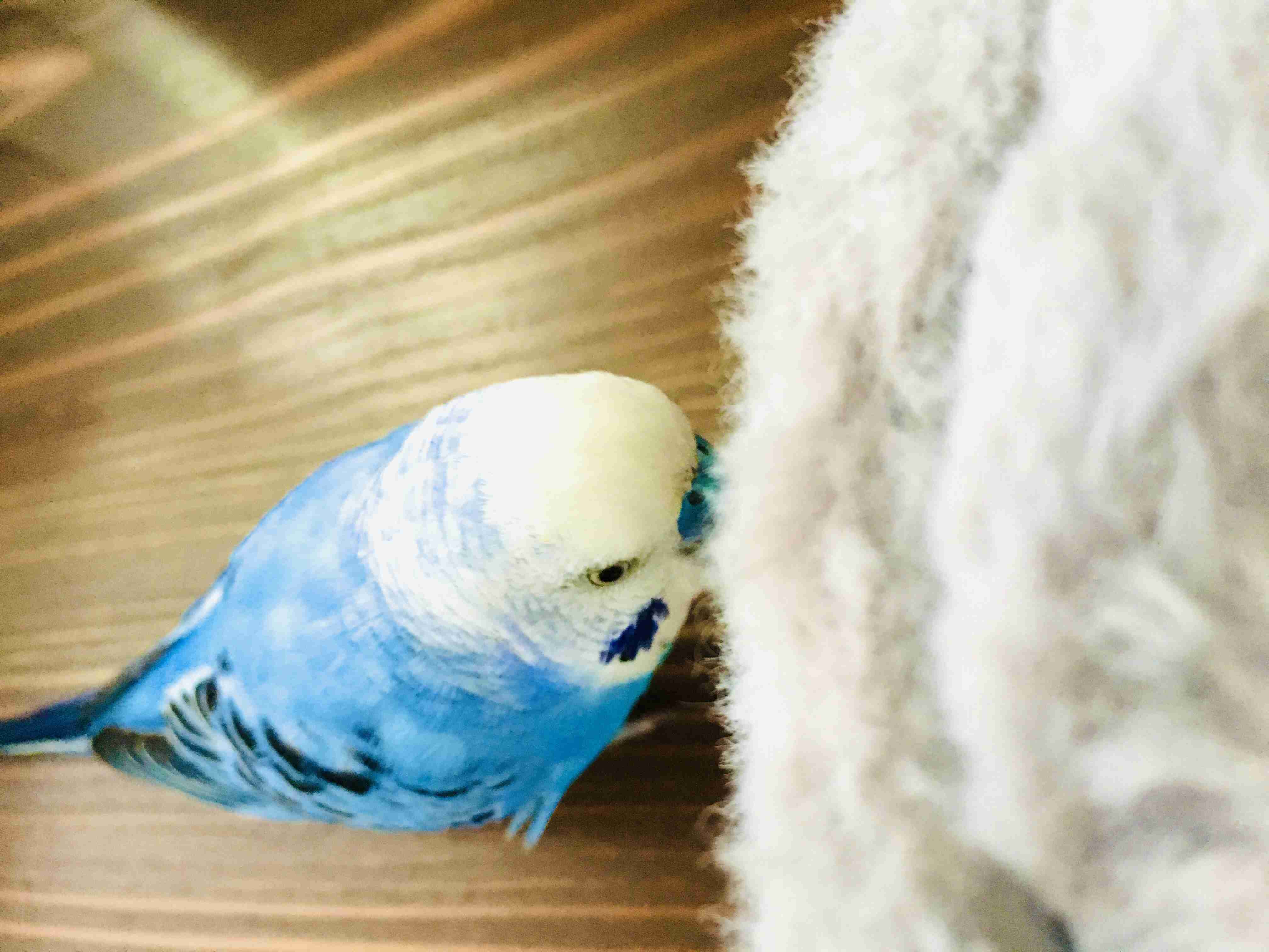 《身バレしない程度に》お宅の愛鳥さん見せてください!
