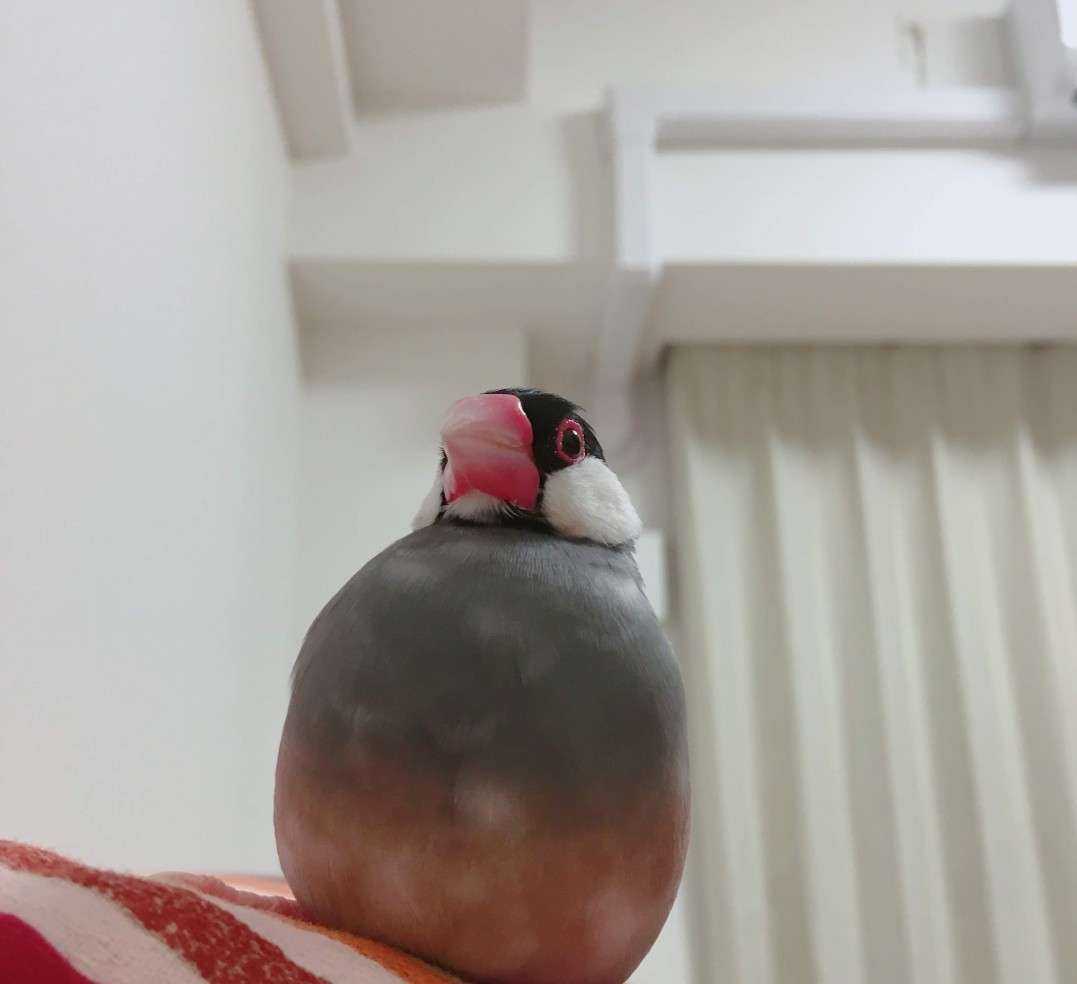 《身バレしない程度に》お宅の愛鳥さん見せてください!