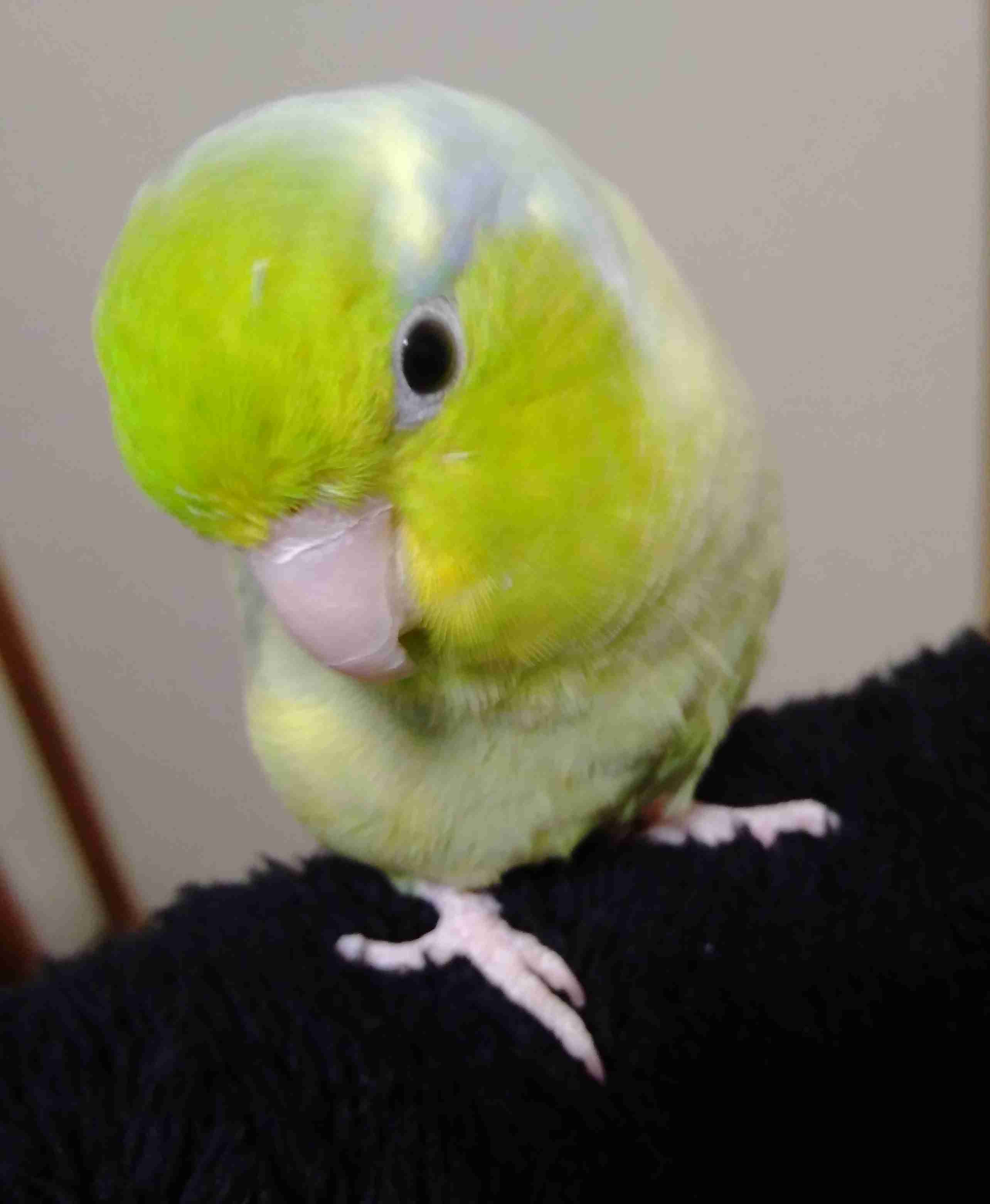 《身バレしない程度に》お宅の愛鳥さん見せてください!