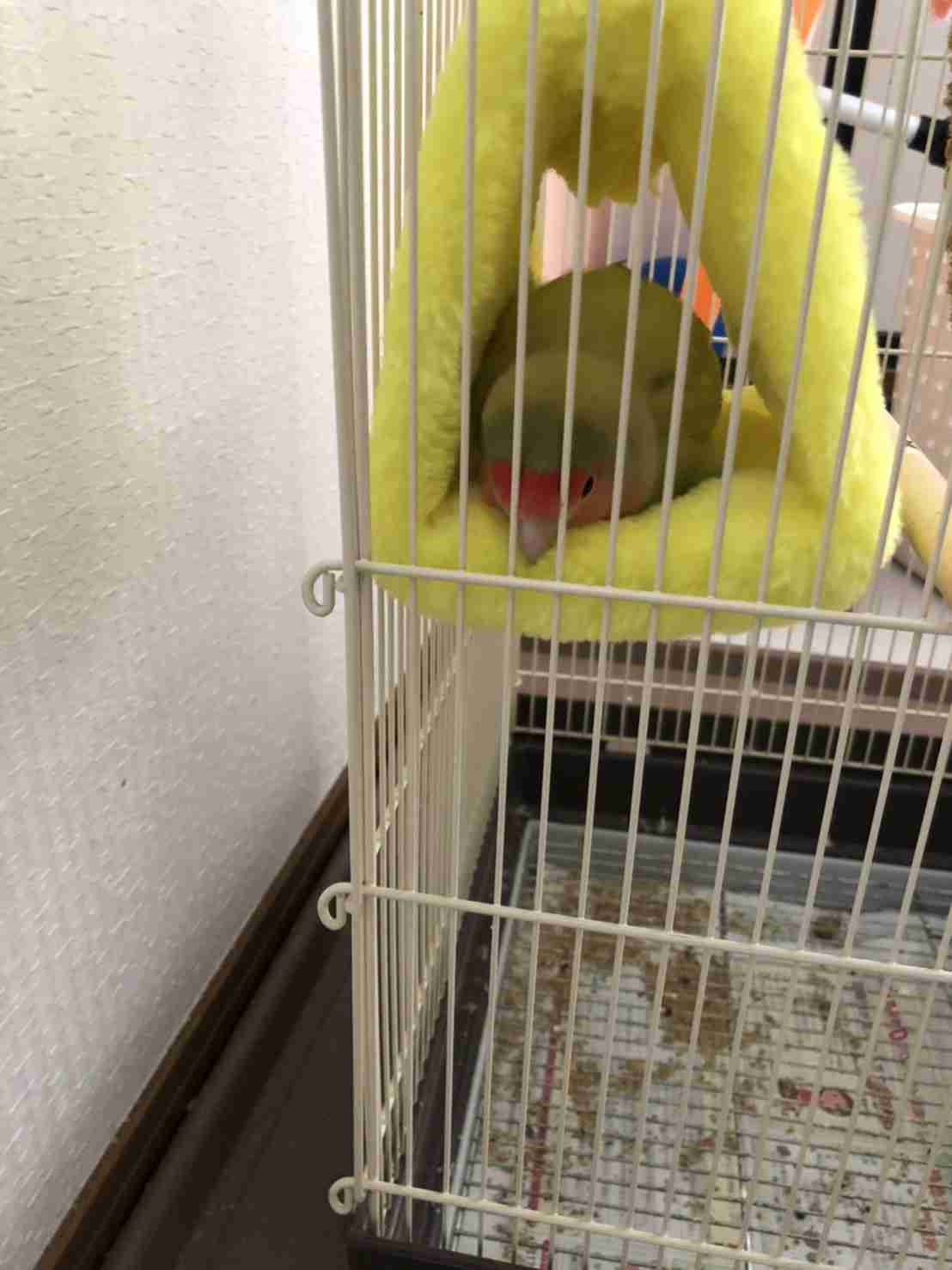 《身バレしない程度に》お宅の愛鳥さん見せてください!