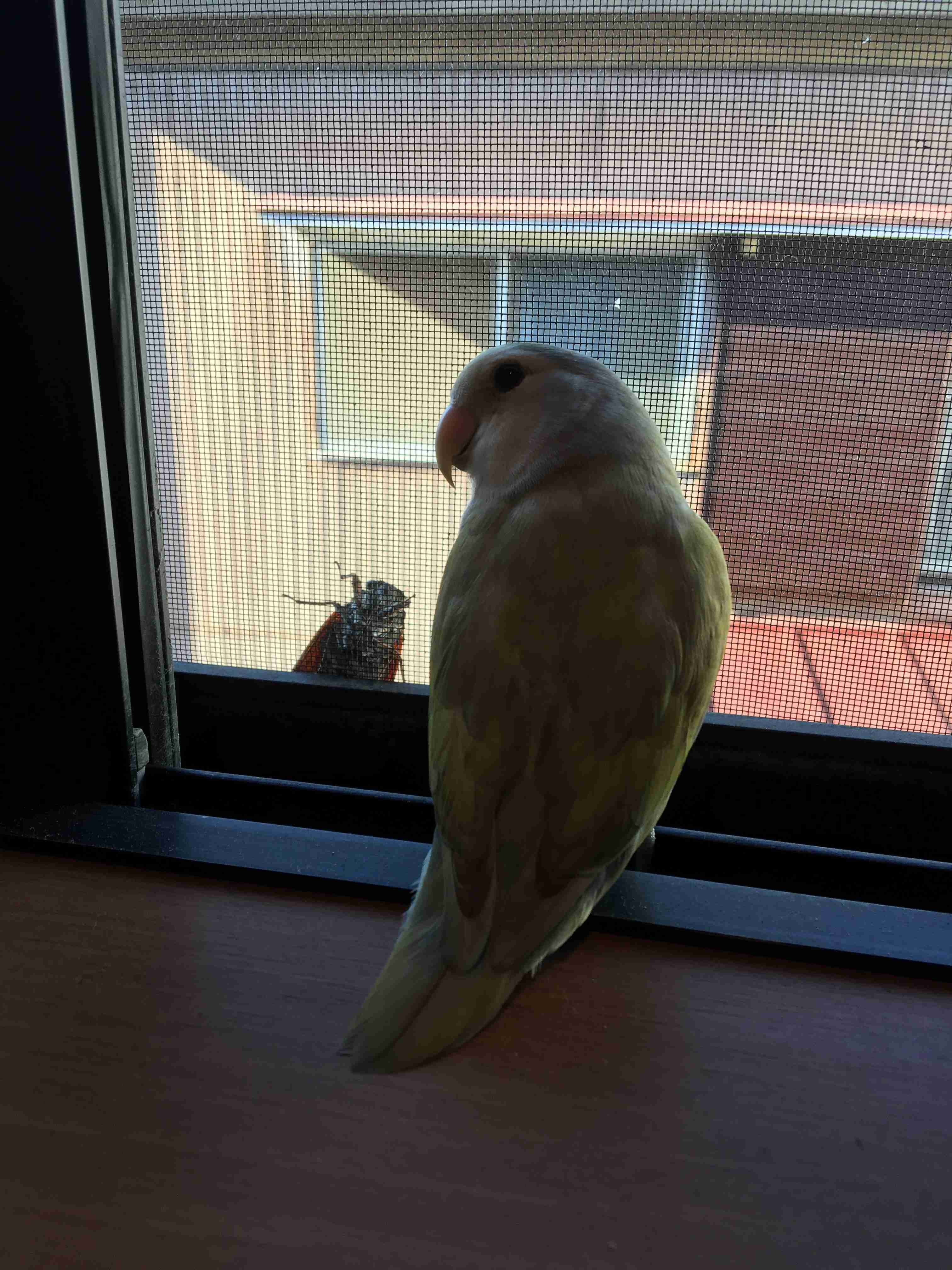 《身バレしない程度に》お宅の愛鳥さん見せてください!
