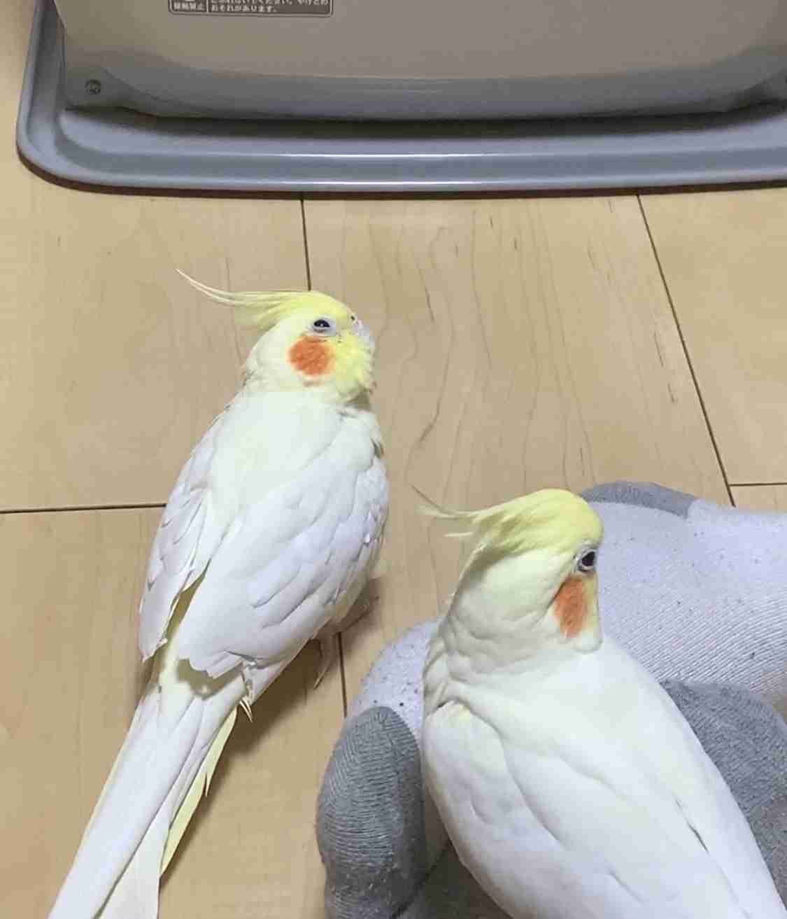 《身バレしない程度に》お宅の愛鳥さん見せてください!
