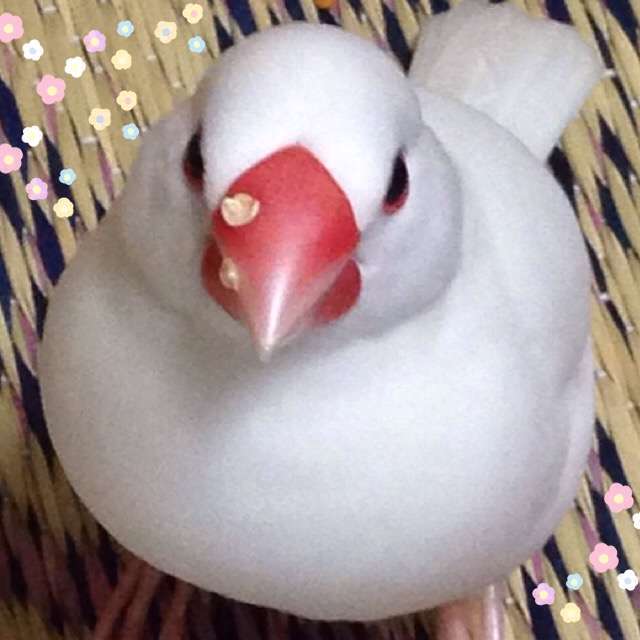 《身バレしない程度に》お宅の愛鳥さん見せてください!