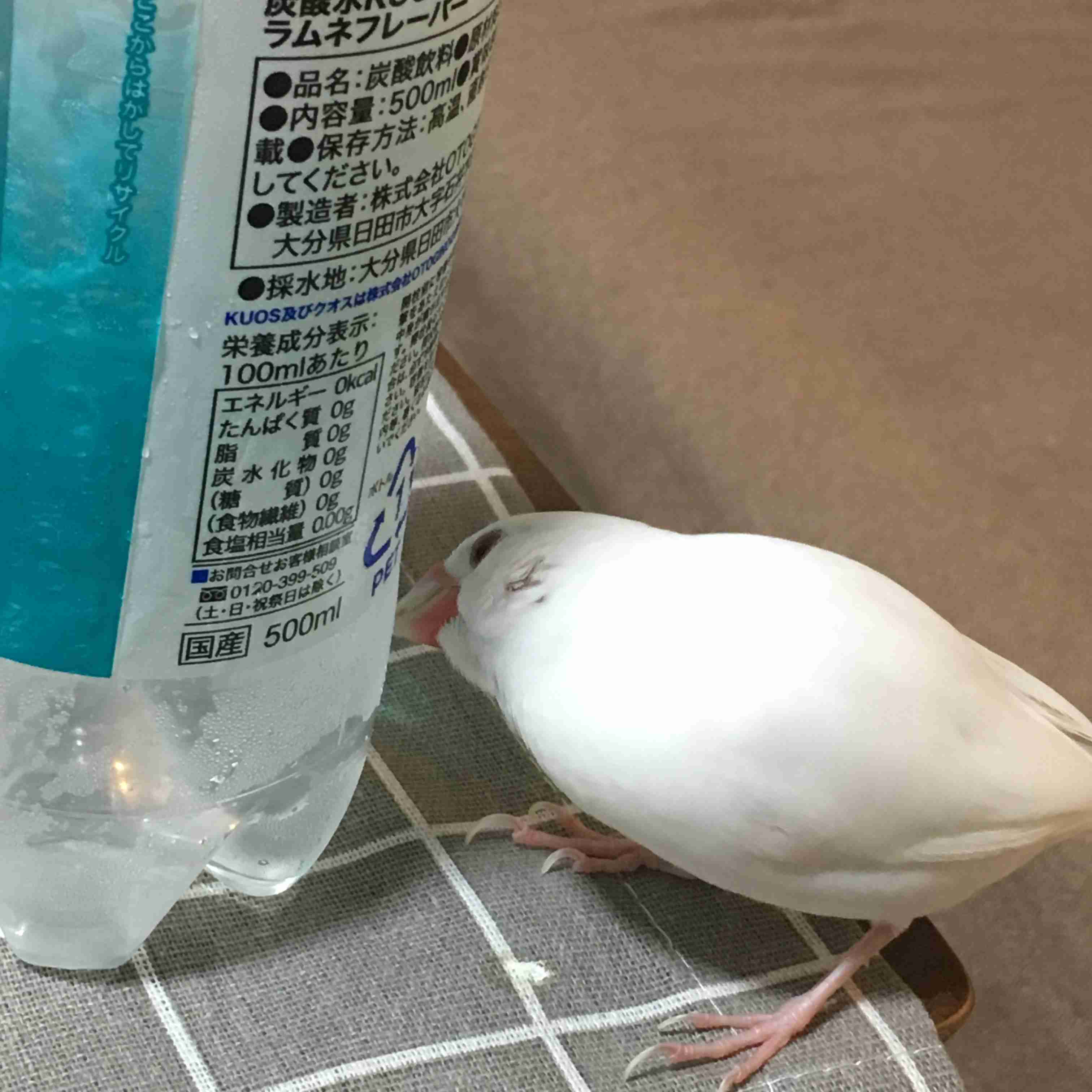 《身バレしない程度に》お宅の愛鳥さん見せてください!