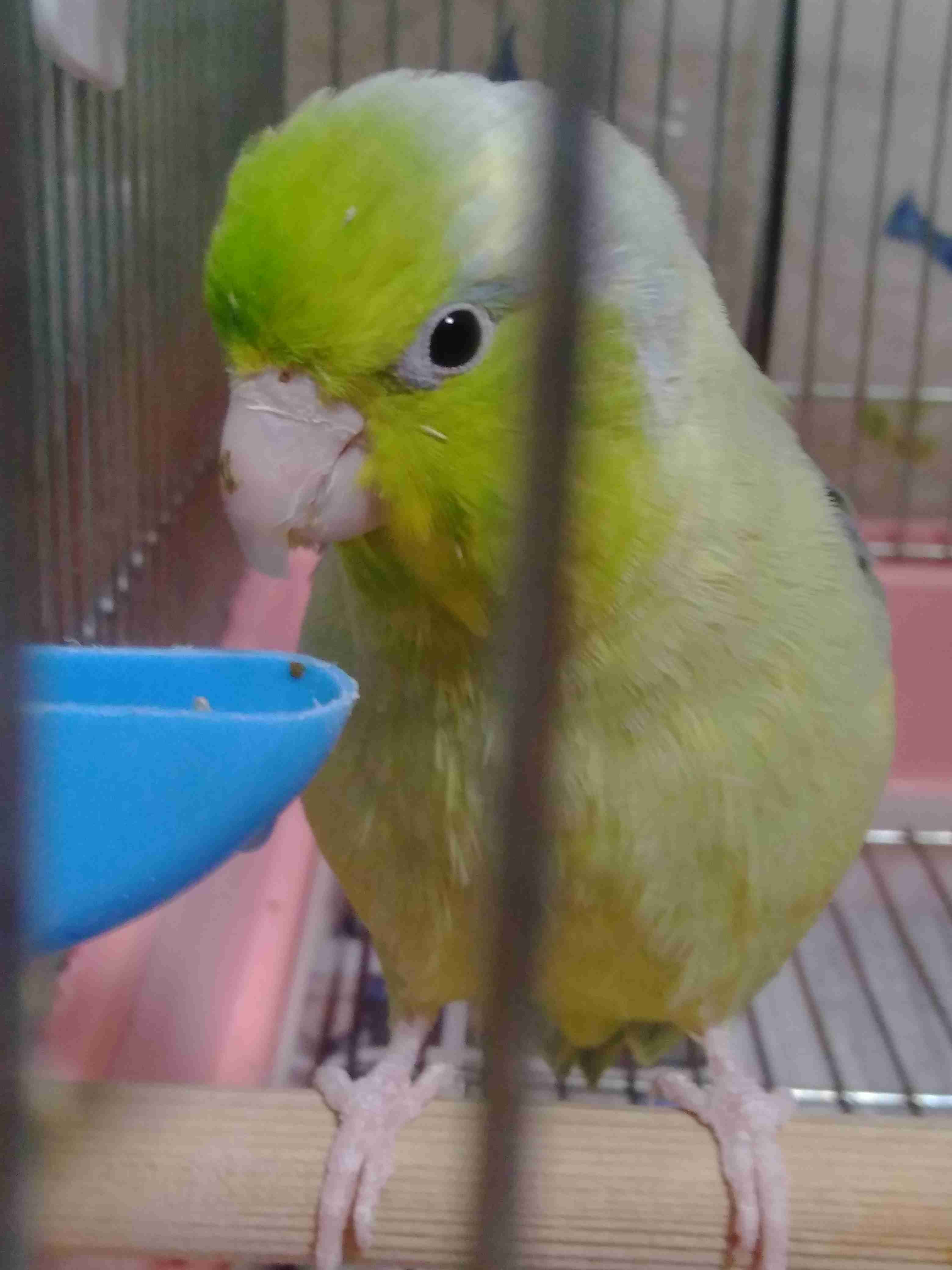 《身バレしない程度に》お宅の愛鳥さん見せてください!