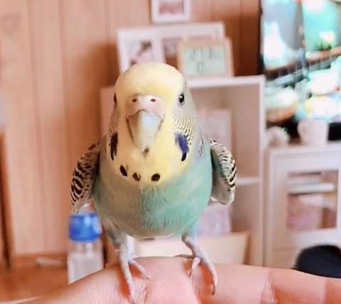 《身バレしない程度に》お宅の愛鳥さん見せてください!
