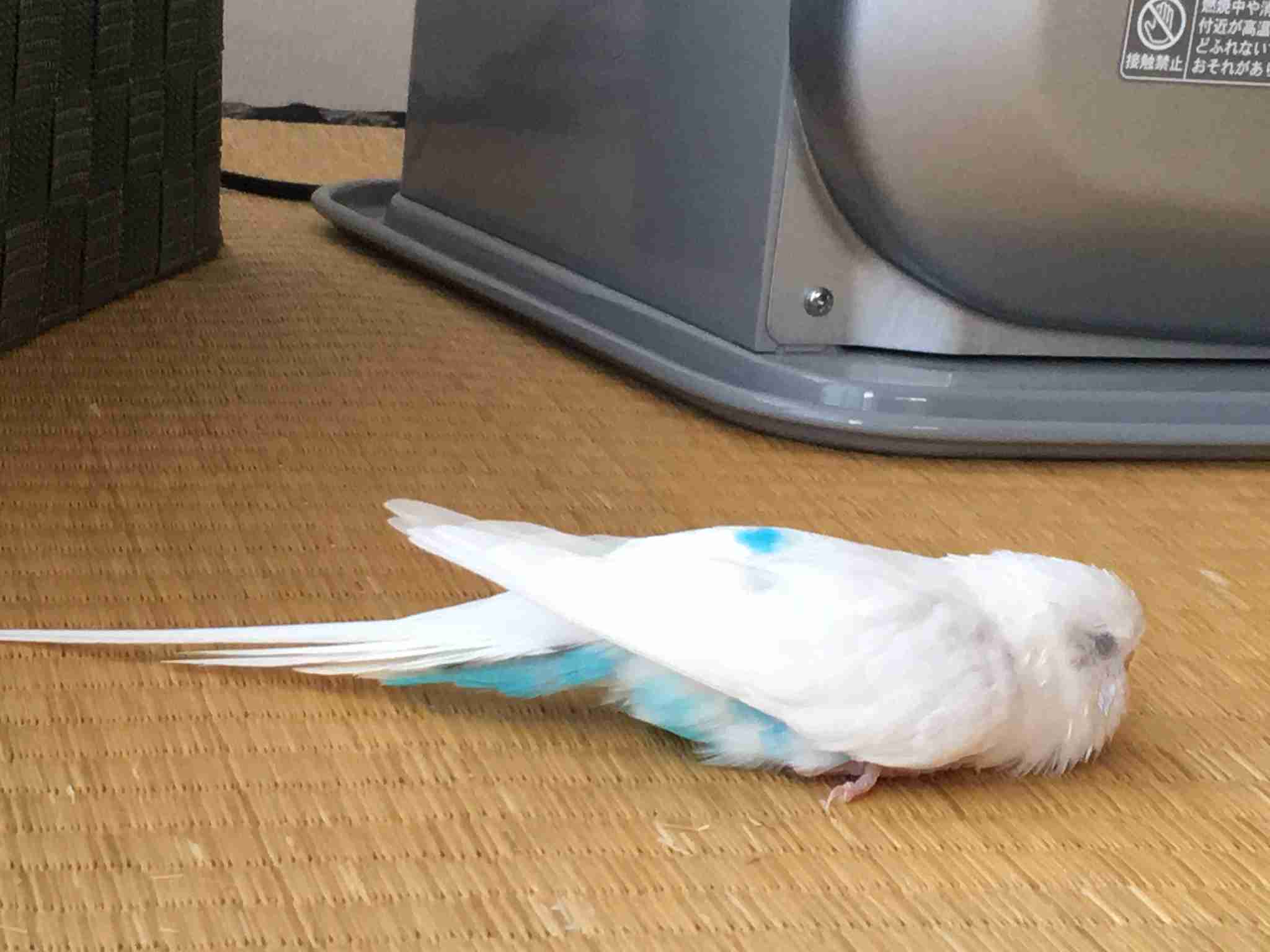 《身バレしない程度に》お宅の愛鳥さん見せてください!