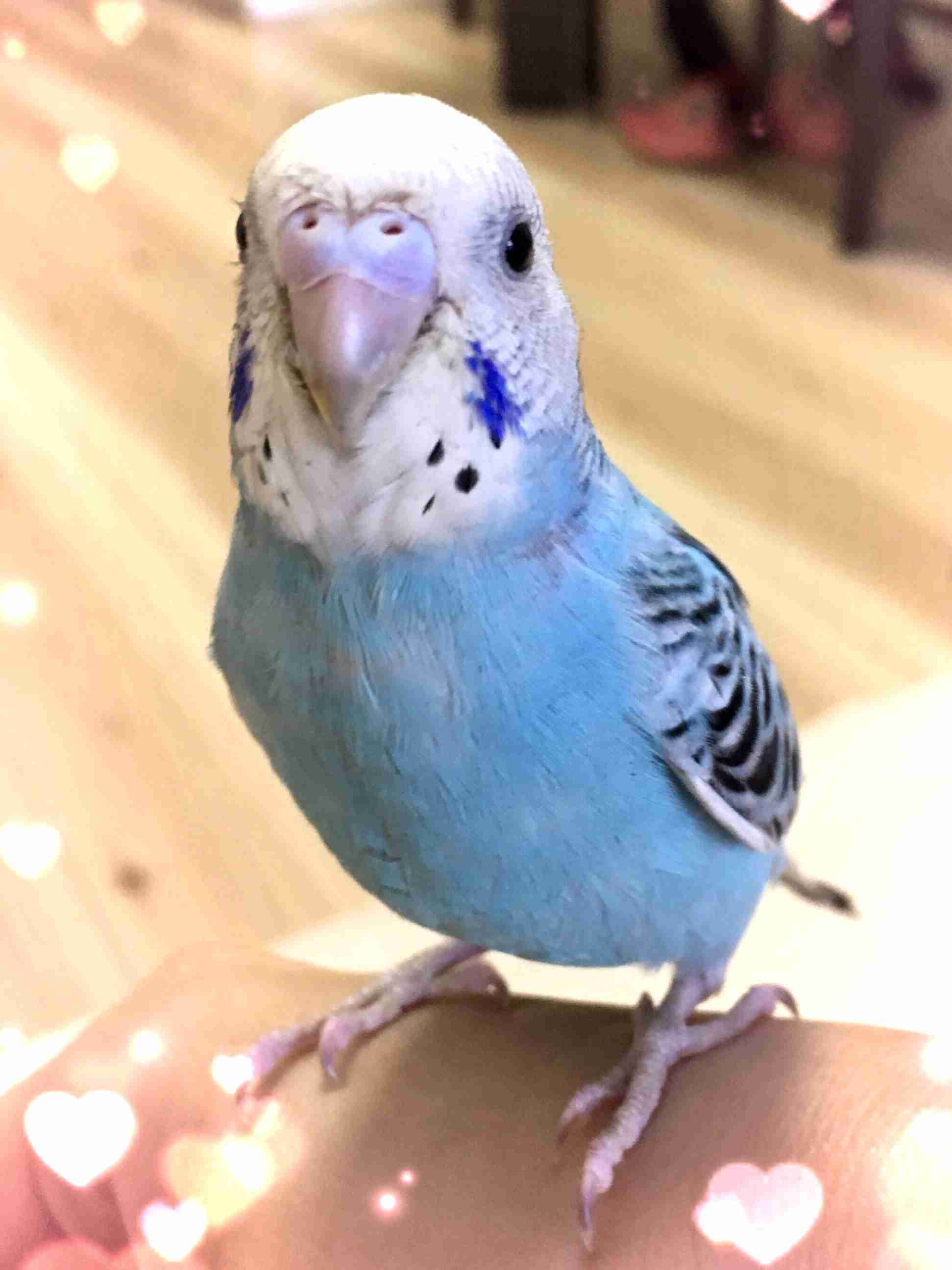 《身バレしない程度に》お宅の愛鳥さん見せてください!