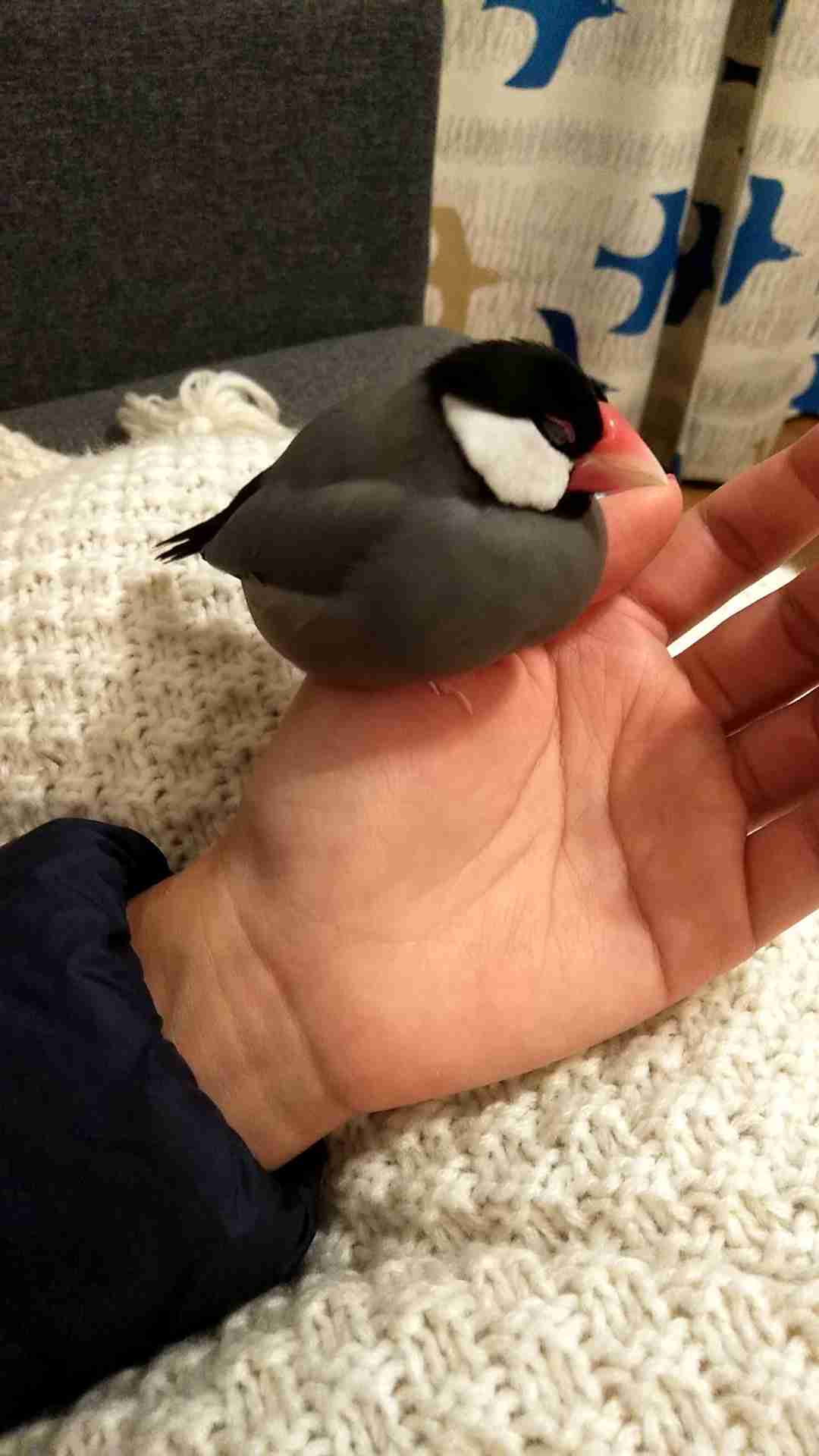 《身バレしない程度に》お宅の愛鳥さん見せてください!