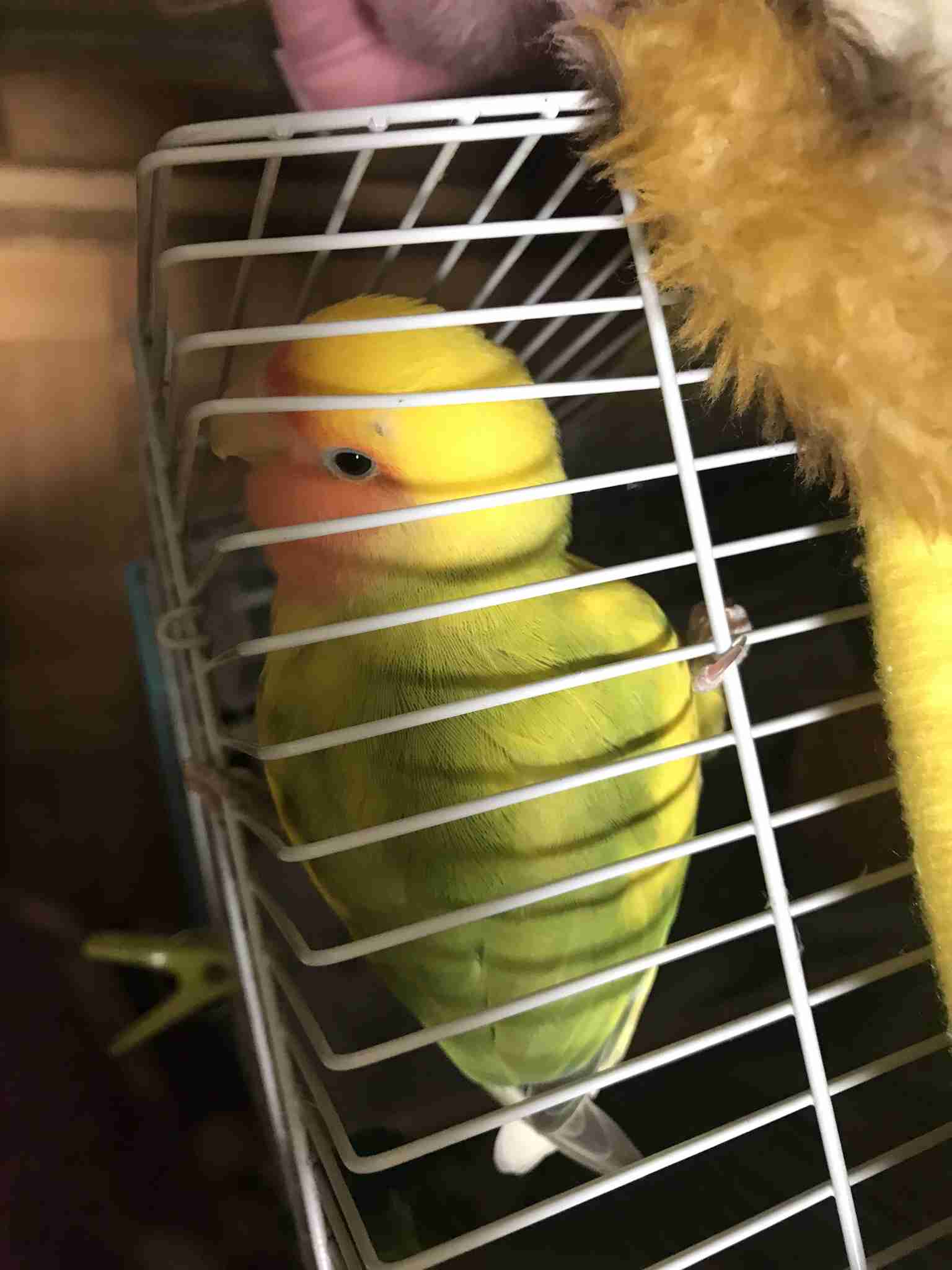 《身バレしない程度に》お宅の愛鳥さん見せてください!