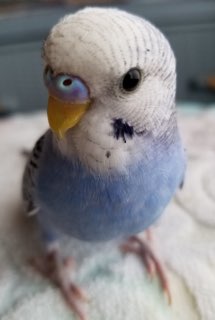 《身バレしない程度に》お宅の愛鳥さん見せてください!
