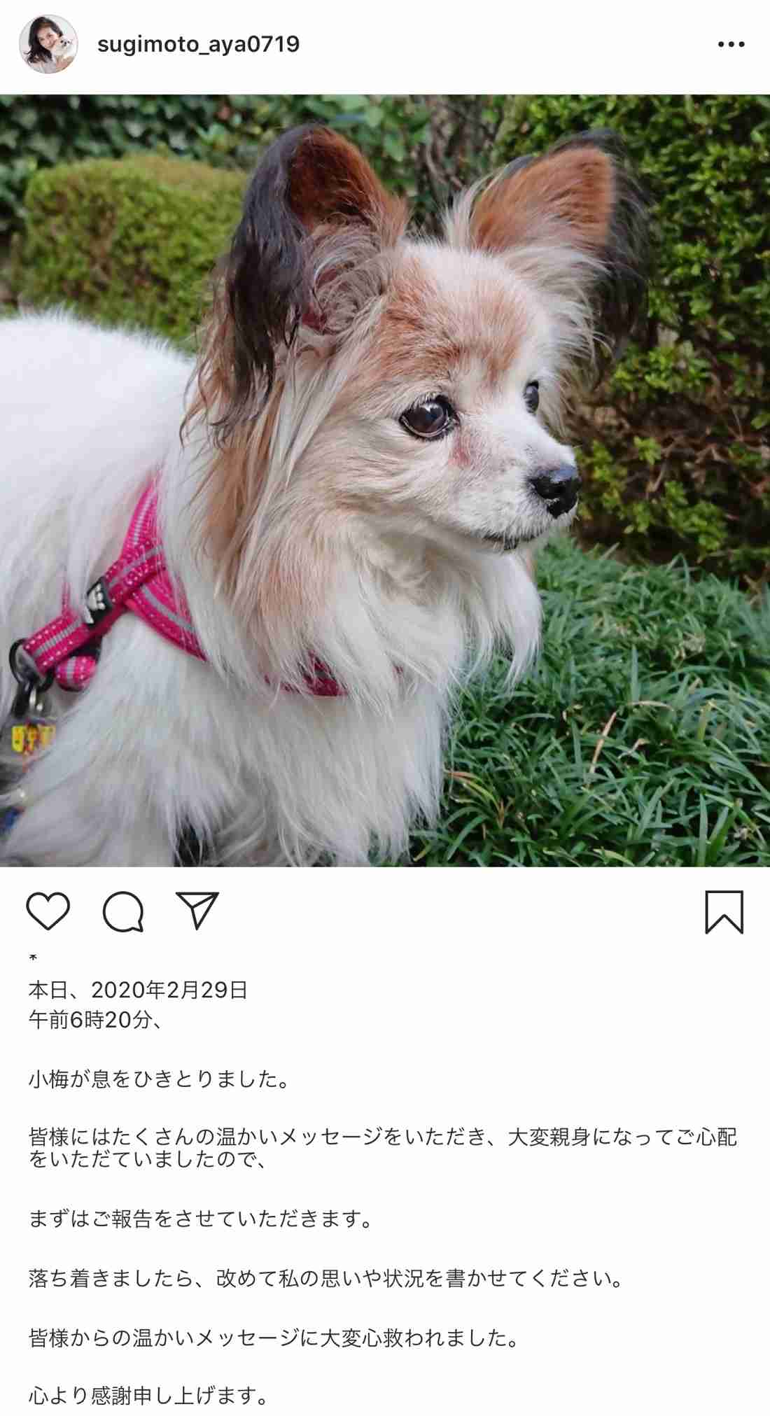 「人間だけが楽しむのはエゴ。命を頂く場合も、より良く生きられるよう配慮を」女優・杉本彩が訴える”動物愛護・動物福祉”