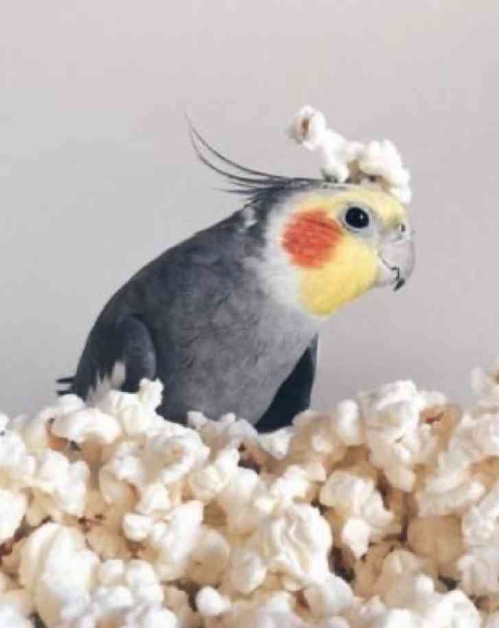 現実逃避して優雅にすごすトピ