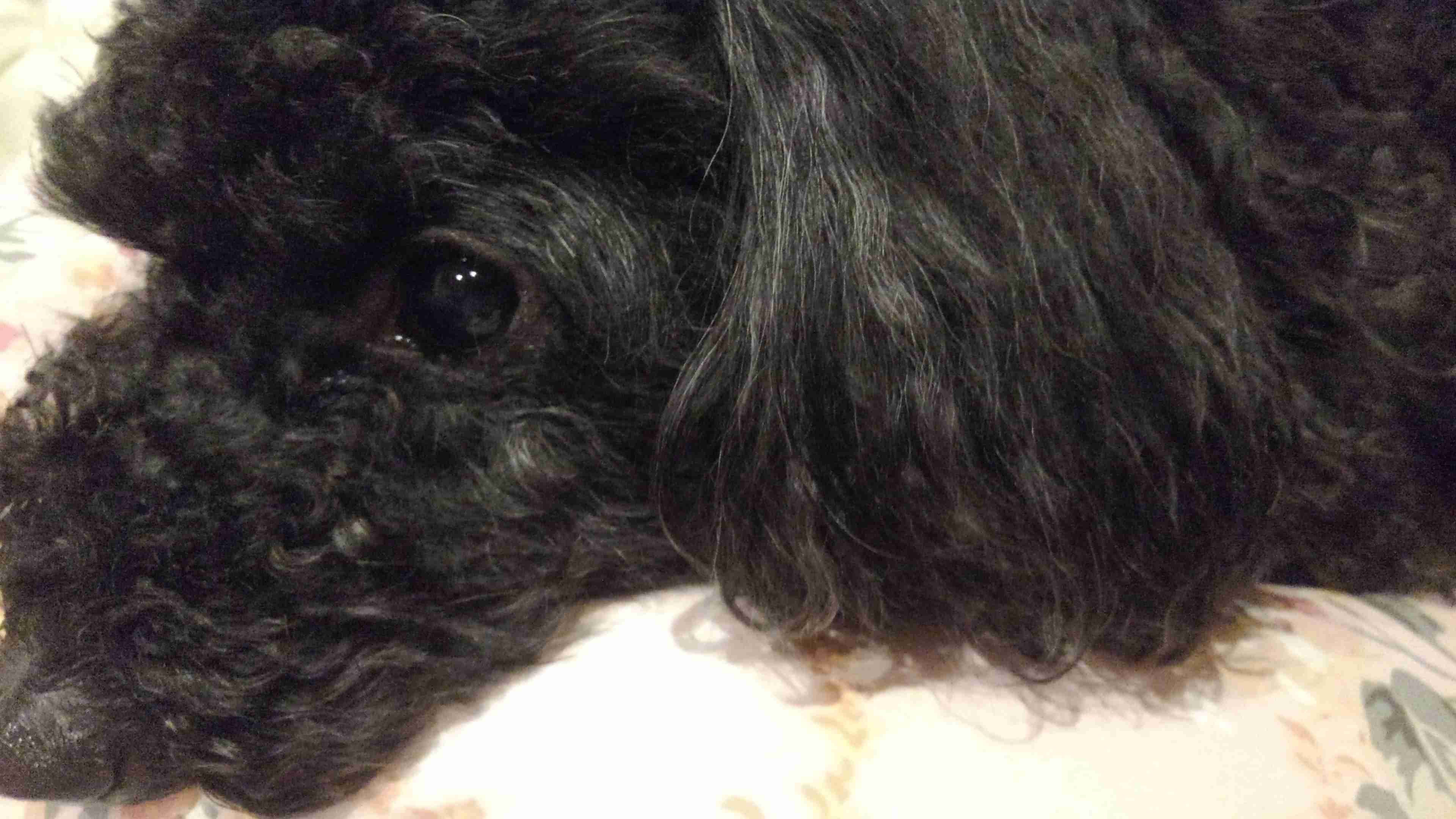 明るい雑談トピ