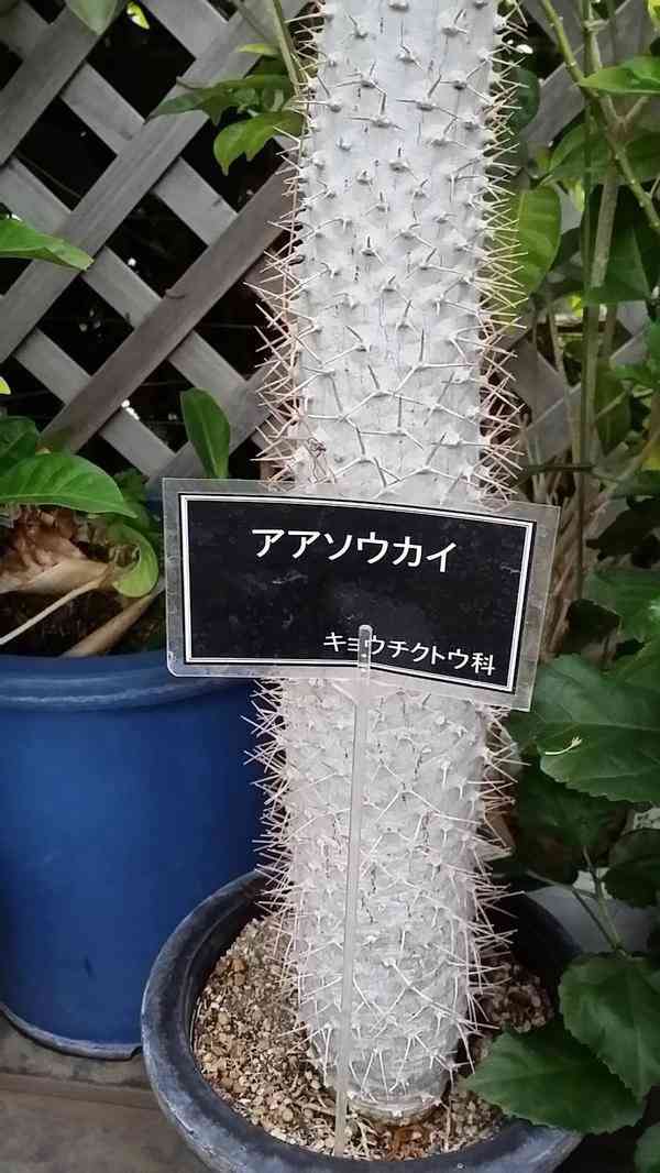 明るい雑談トピ