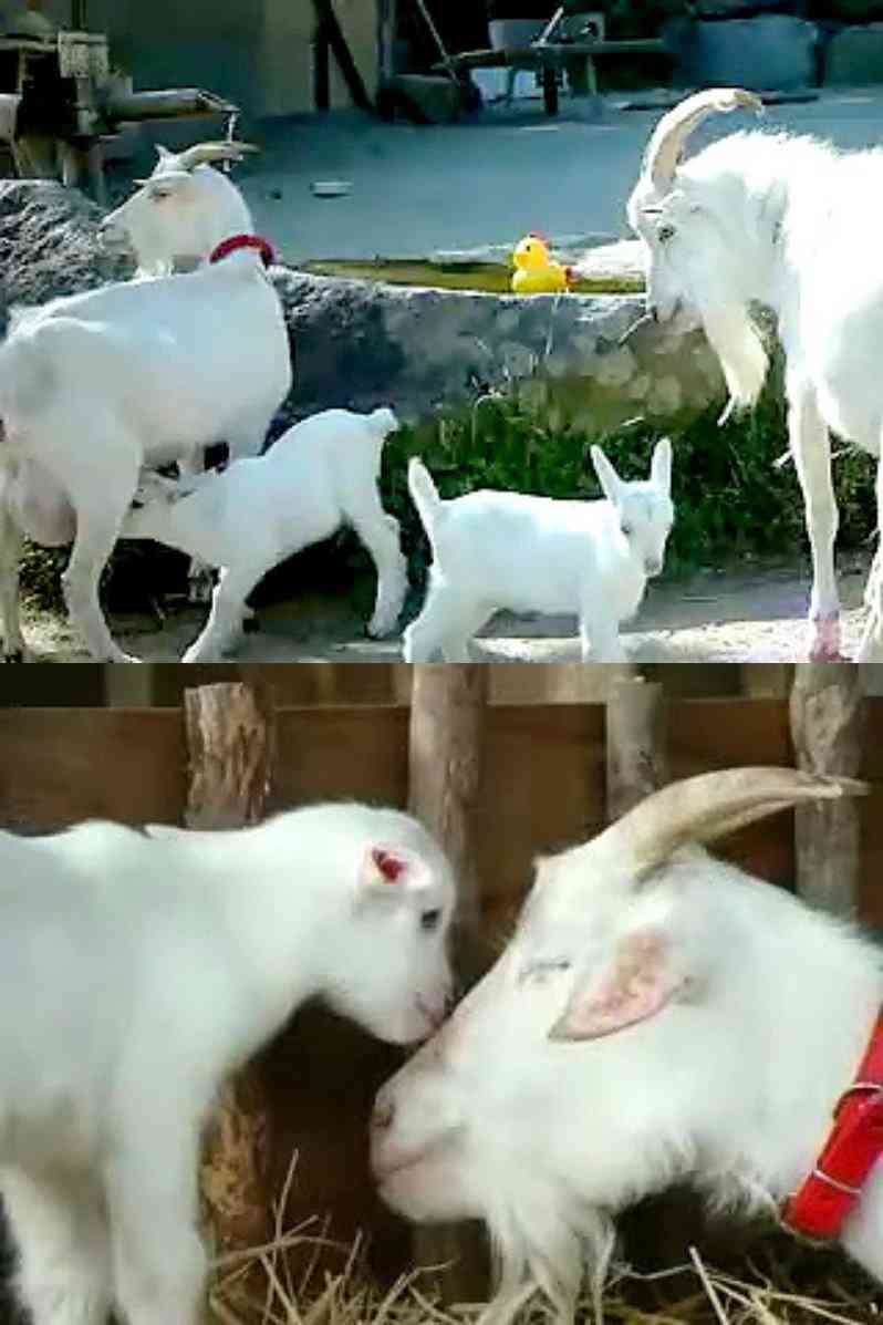 ヤギ好きな人orヤギ飼ってる人 Part.2
