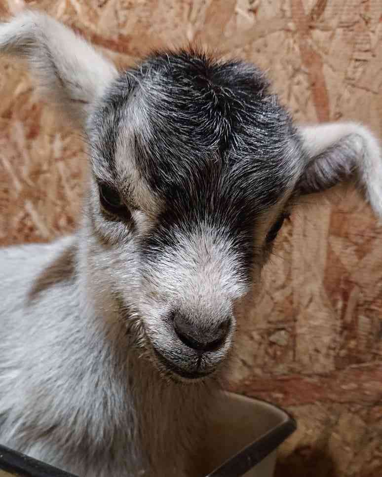ヤギ好きな人orヤギ飼ってる人 Part.2