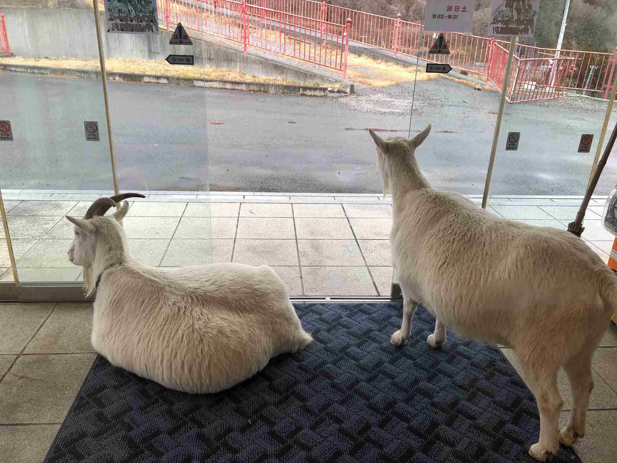 ヤギ好きな人orヤギ飼ってる人 Part.2