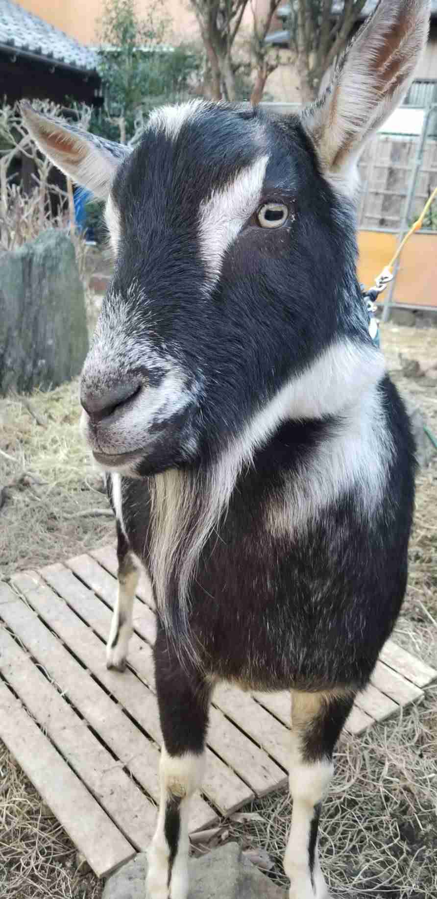 ヤギ好きな人orヤギ飼ってる人 Part.2