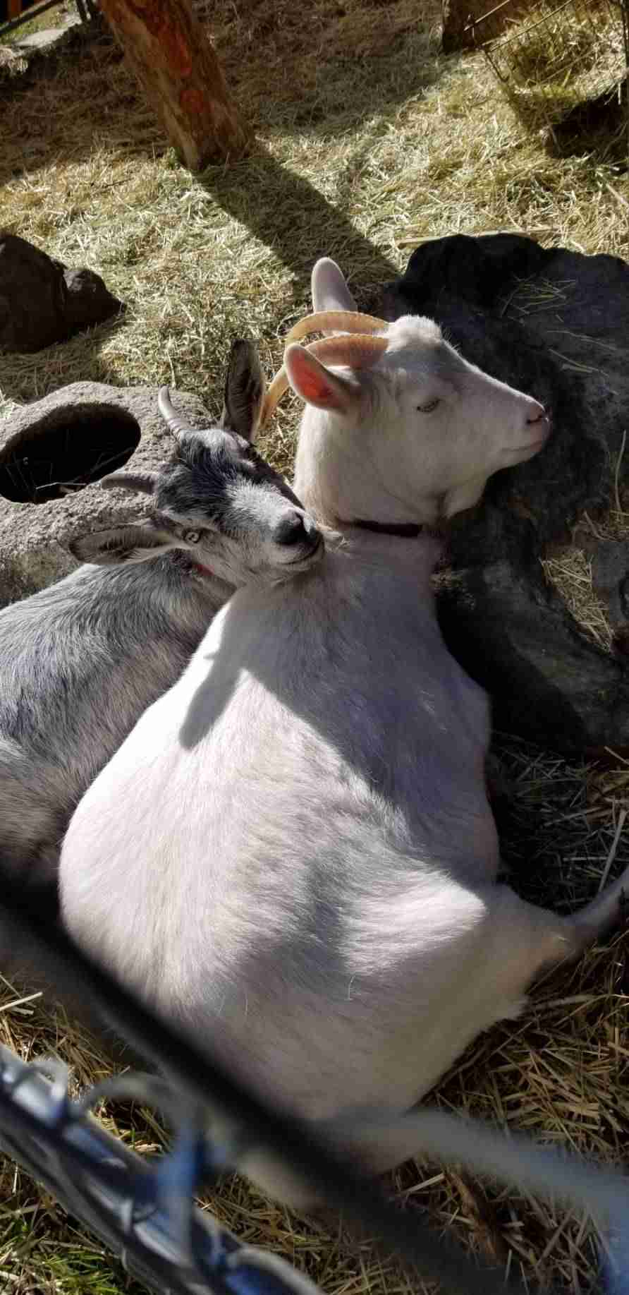 ヤギ好きな人orヤギ飼ってる人 Part.2