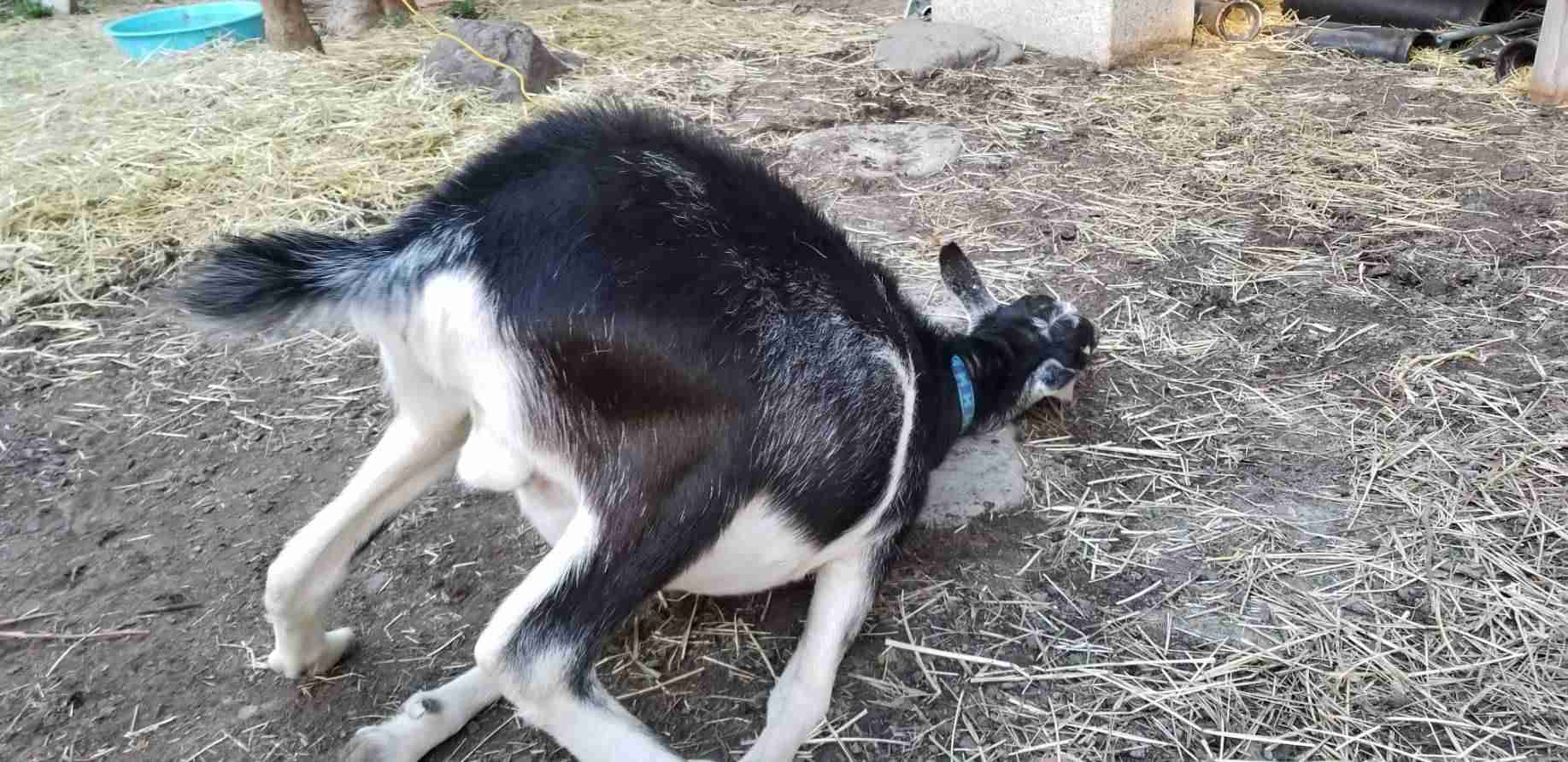 ヤギ好きな人orヤギ飼ってる人 Part.2