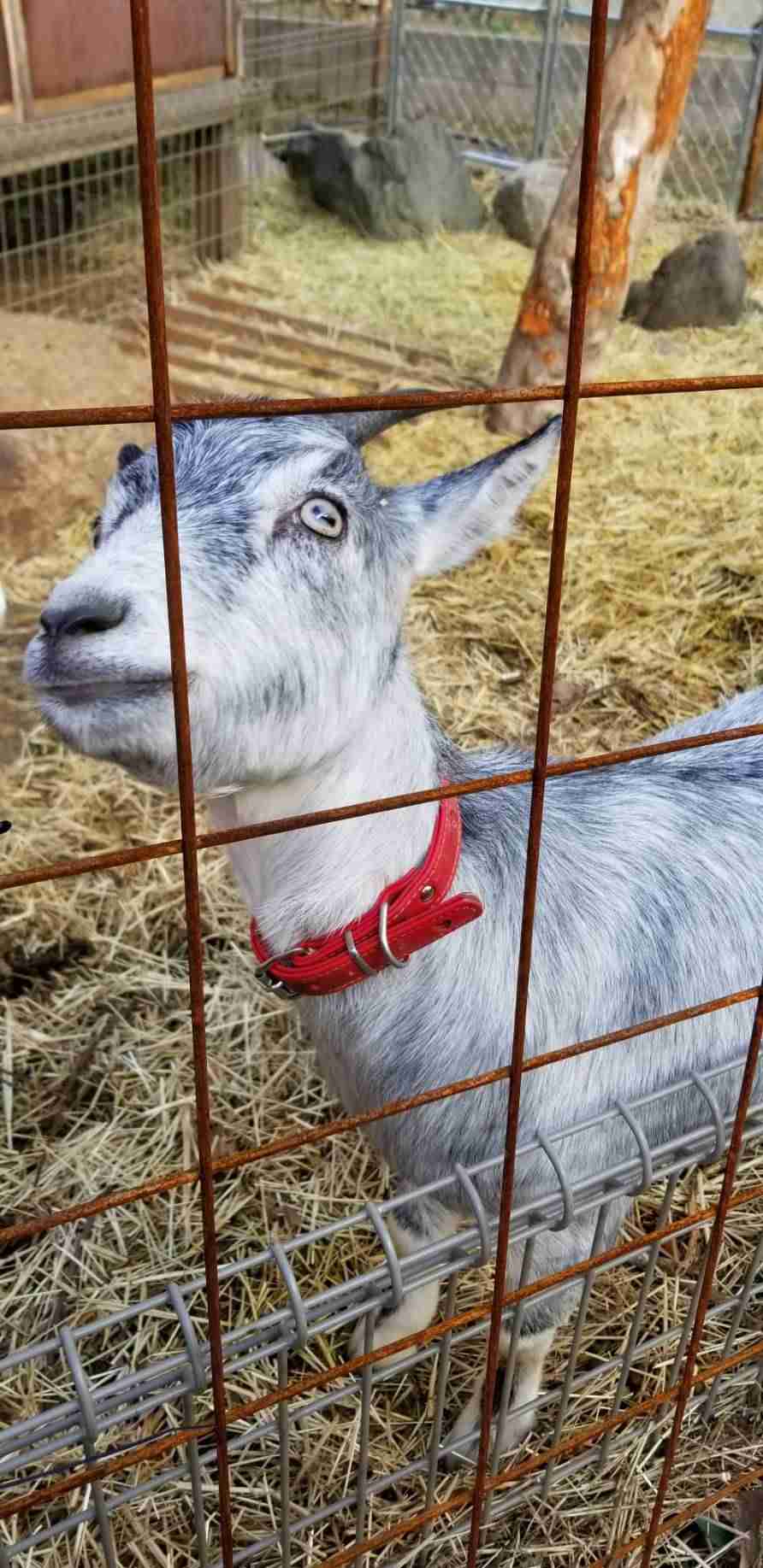 ヤギ好きな人orヤギ飼ってる人 Part.2