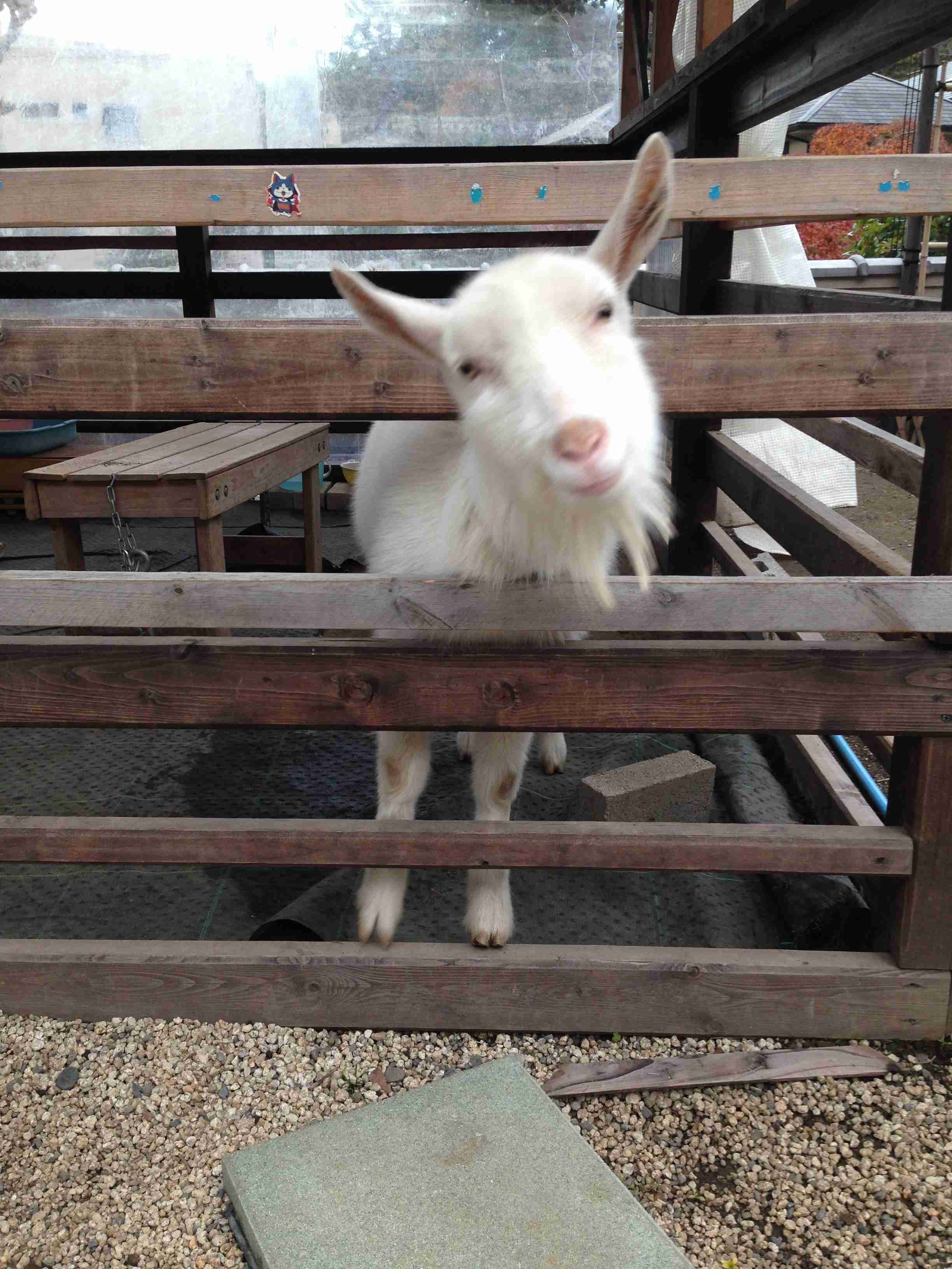 ヤギ好きな人orヤギ飼ってる人 Part.2