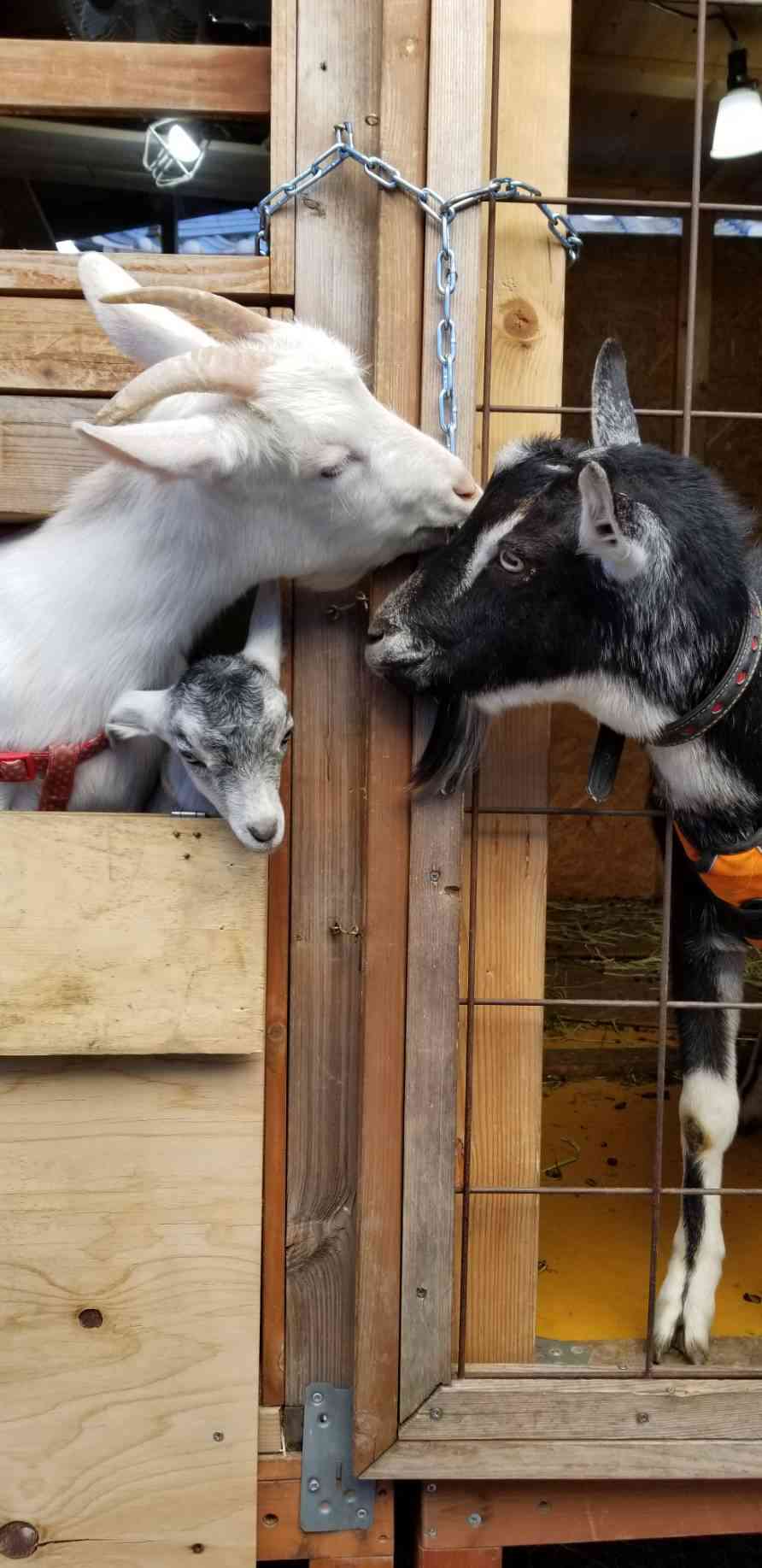 ヤギ好きな人orヤギ飼ってる人 Part.2