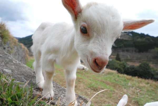 ヤギ好きな人orヤギ飼ってる人 Part.2