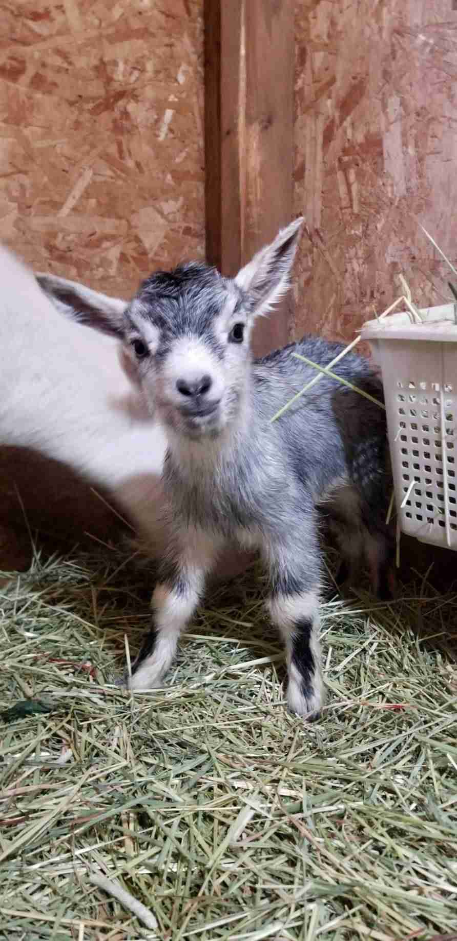 ヤギ好きな人orヤギ飼ってる人 Part.2